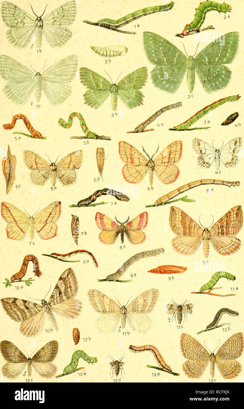 . Die Schmetterlinge Deutschlands mit besonderer Berücksichtigung ihrer Biologie. Butterflies. 49. l: 1. Pseudoterpna pruinata. 2. Qeometra papilionaria. 3. Thalera fimbrialis. 4. Acidalia ornata. 5. Ephyra punctaria. 6. Rhodostrophia vibicana. 7. Timandra amata. 8. Lythria purpuraria. 9. Ortholitha limitata. 10. Anaitis plagiata. 11. Cheimatobia boreata, 12. brumata. 13. Eucosmia undulata.. Please note that these images are extracted from scanned page images that may have been digitally enhanced for readability - coloration and appearance of these illustrations may not perfectly resemble the  Stock Photo