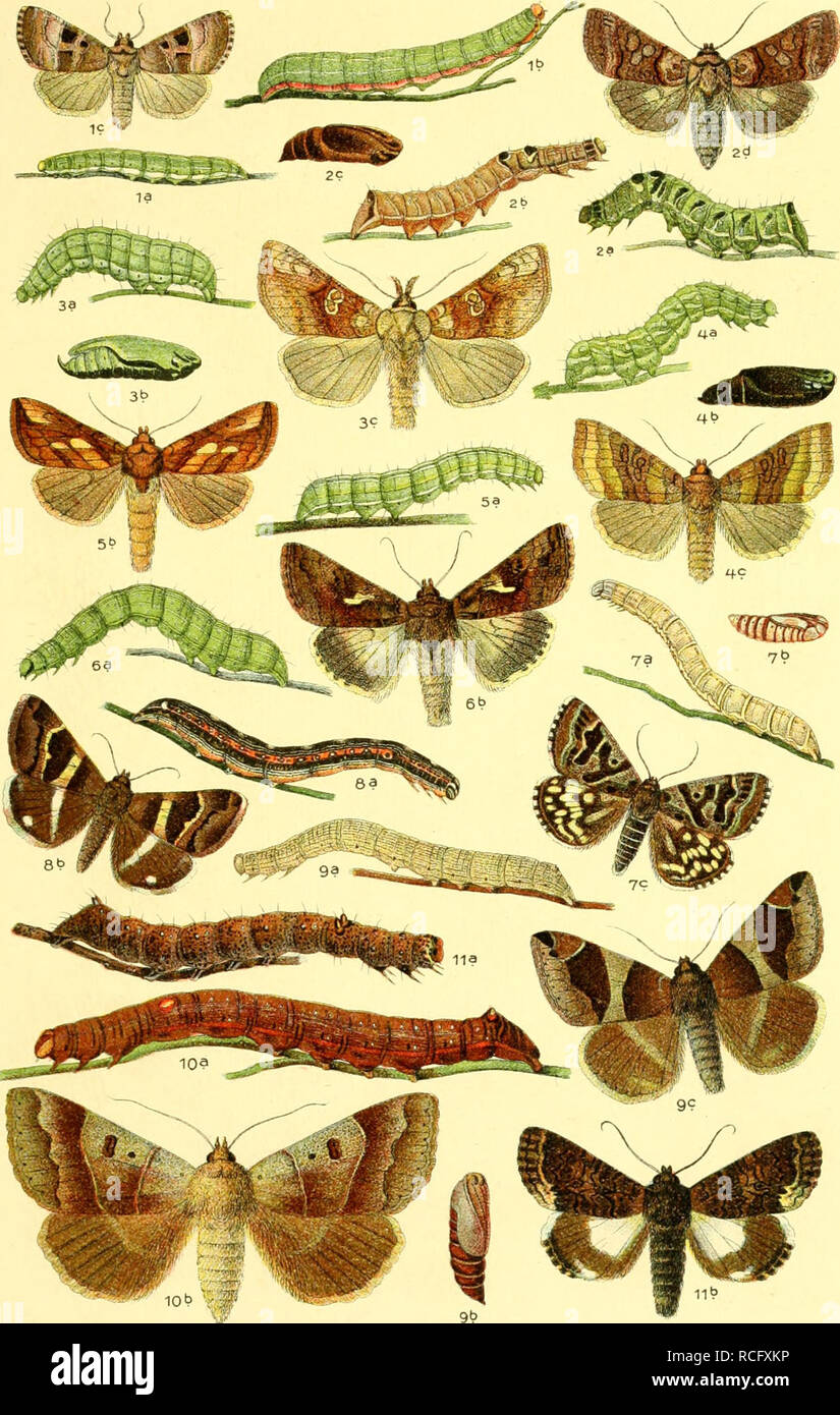 . Die Schmetterlinge Deutschlands mit besonderer Berücksichtigung ihrer Biologie. Butterflies. 45. 1. Telesilla amethystina. 2. Abrostola triplasia. 3. Plusia moneta, 4. chry- sitis, 5. festucae, 6. gamma. 7. Euclidia mi. 8. Leucanitis stolida. 9. Qram- modes algira. 10. Pseudophia lunaris, 11. Catephia alchymista.. Please note that these images are extracted from scanned page images that may have been digitally enhanced for readability - coloration and appearance of these illustrations may not perfectly resemble the original work.. Eckstein, Karl, 1859-. Stuttgart, K. G. Lutz' Verlag Stock Photo