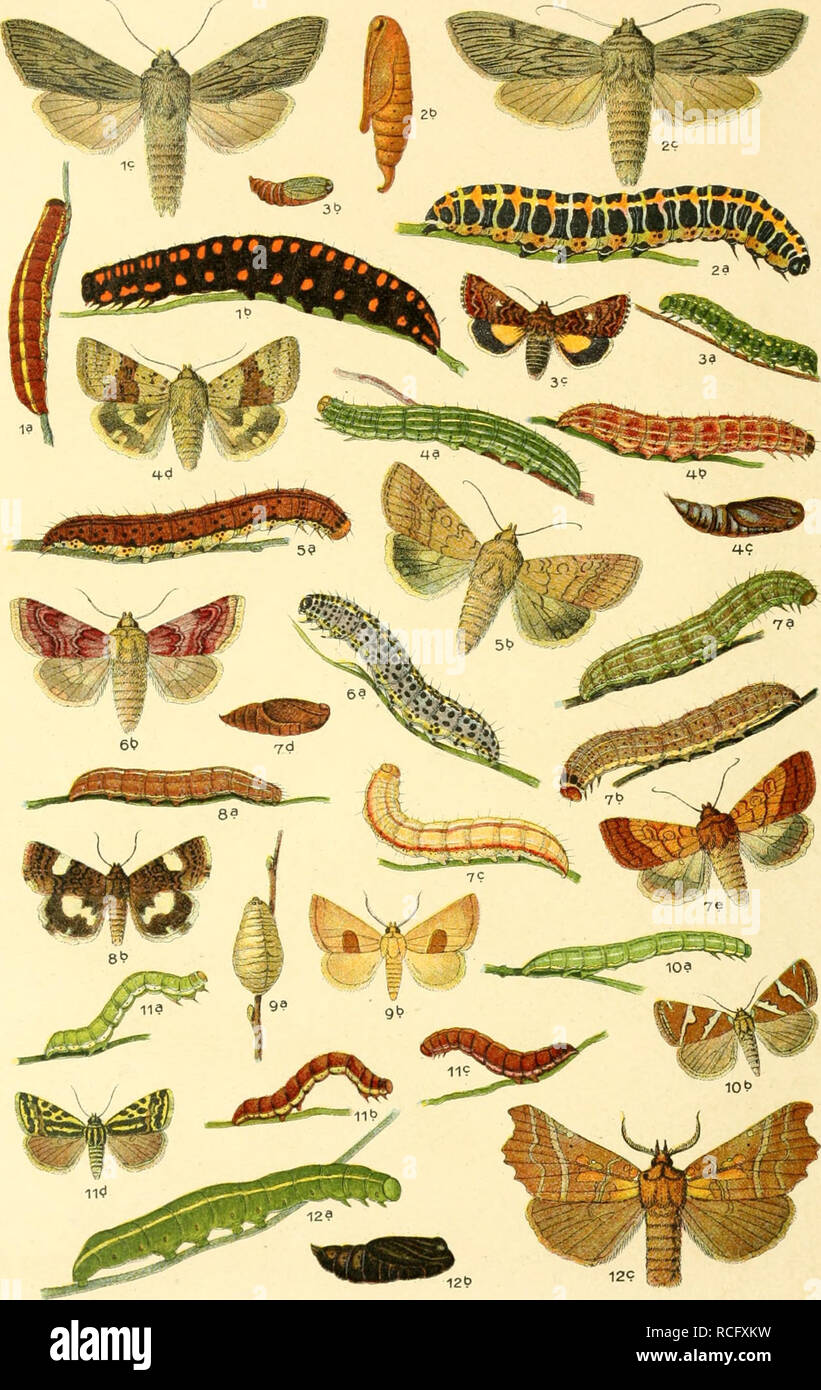 . Die Schmetterlinge Deutschlands mit besonderer Berücksichtigung ihrer Biologie. Butterflies. 44. 1, Cucullia lucifuga, 2. lactucae. 3. Anarta myrtilli. 4. Heliothis dipsacea, 5. armigera. 6. Chariclea delphinii, 7. Pyrrhia umbra, 8. Acontia luctuosa, 9. Thalpochares communimacula. 10. Erastria argentula. 11. Emmelia trabealis. 12. Scoliopteryx libatrix.. Please note that these images are extracted from scanned page images that may have been digitally enhanced for readability - coloration and appearance of these illustrations may not perfectly resemble the original work.. Eckstein, Karl, 1859 Stock Photo