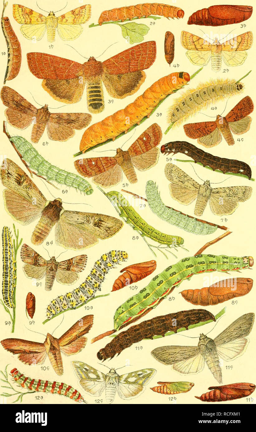 . Die Schmetterlinge Deutschlands mit besonderer Berücksichtigung ihrer Biologie. Butterflies. 43. 1. Xanthia fulvago. 2. Hoporina croceago. 3. Orrhodia fragariae, 4. rubi- ginea. 5. Scopelosoma satellitia. 6. Xylina socia, 7. ornithopus. 8. Calo- campa exoleta, 9. Calophasia lunula. 10. Cucullia verbasci, 11. umbratica, 12. argentea.. Please note that these images are extracted from scanned page images that may have been digitally enhanced for readability - coloration and appearance of these illustrations may not perfectly resemble the original work.. Eckstein, Karl, 1859-. Stuttgart, K. G. L Stock Photo