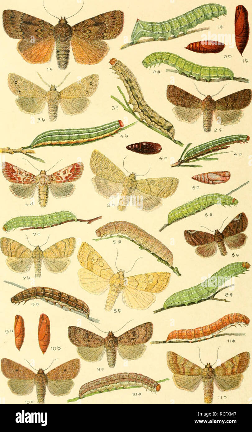 . Die Schmetterlinge Deutschlands mit besonderer Berücksichtigung ihrer Biologie. Butterflies. 42. 1. Amphipyra pyramidea. 2. Taeniocampa incerta, 3. munda. 4. Panolis griseovariegata. 5. Mesogona acetosellae. 6. Calymnia pyralina, 7. tra- pezina. 8. Cosmia paleacea. 9. Dyschorista fissipuncta. 10. Orthosia Iota, 11. helvola.. Please note that these images are extracted from scanned page images that may have been digitally enhanced for readability - coloration and appearance of these illustrations may not perfectly resemble the original work.. Eckstein, Karl, 1859-. Stuttgart, K. G. Lutz' Verl Stock Photo