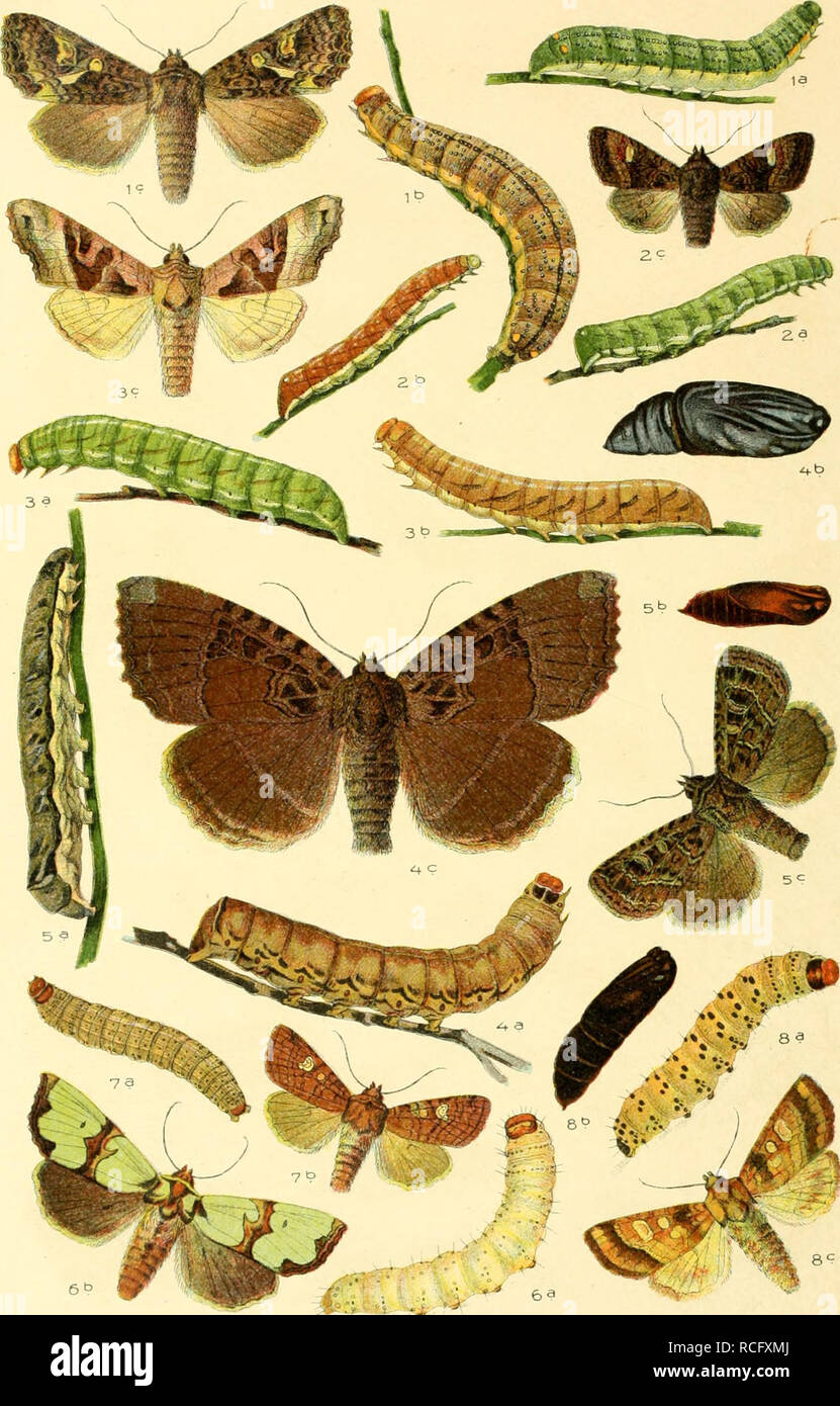 . Die Schmetterlinge Deutschlands mit besonderer Berücksichtigung ihrer Biologie. Butterflies. 40. 1. Trachea atriplicis. 2. Euplexia lucipara. 3. Brotolomia rneüculos^. 4 Mania maura. 5. Naenia typica. 6. Jaspidea celsia. 7. Hydroecia nictitans. 8. Qortyna ochracea.. Please note that these images are extracted from scanned page images that may have been digitally enhanced for readability - coloration and appearance of these illustrations may not perfectly resemble the original work.. Eckstein, Karl, 1859-. Stuttgart, K. G. Lutz' Verlag Stock Photo