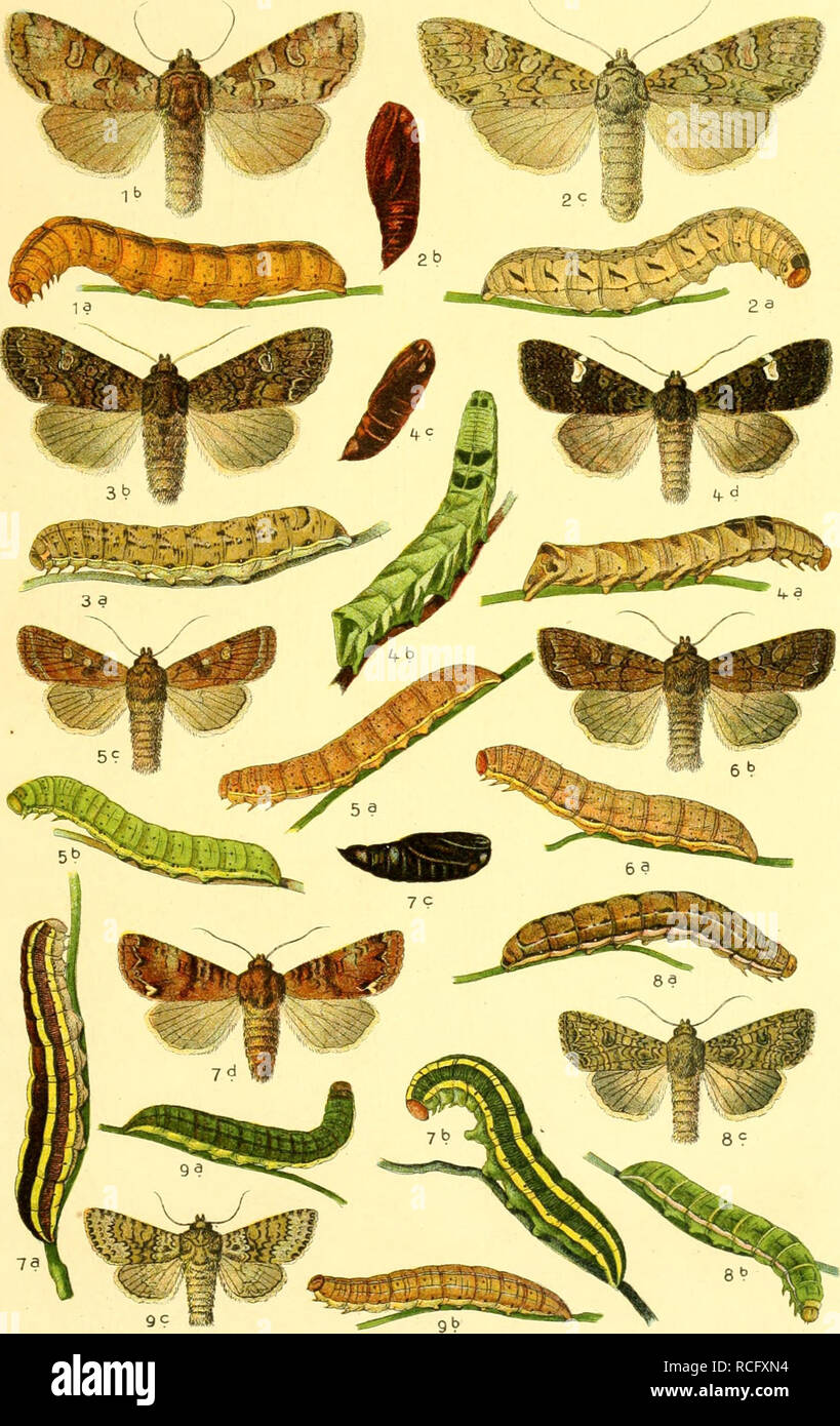 . Die Schmetterlinge Deutschlands mit besonderer Berücksichtigung ihrer Biologie. Butterflies. 37. 9C HH 1. Mamestra tincta, 2. nebulosa, 3. brassicae, 4. persicariae, 5. oleracea, 6. dissimilis, 7. pisi, 8. trifolii, 9. chrysozona.. Please note that these images are extracted from scanned page images that may have been digitally enhanced for readability - coloration and appearance of these illustrations may not perfectly resemble the original work.. Eckstein, Karl, 1859-. Stuttgart, K. G. Lutz' Verlag Stock Photo