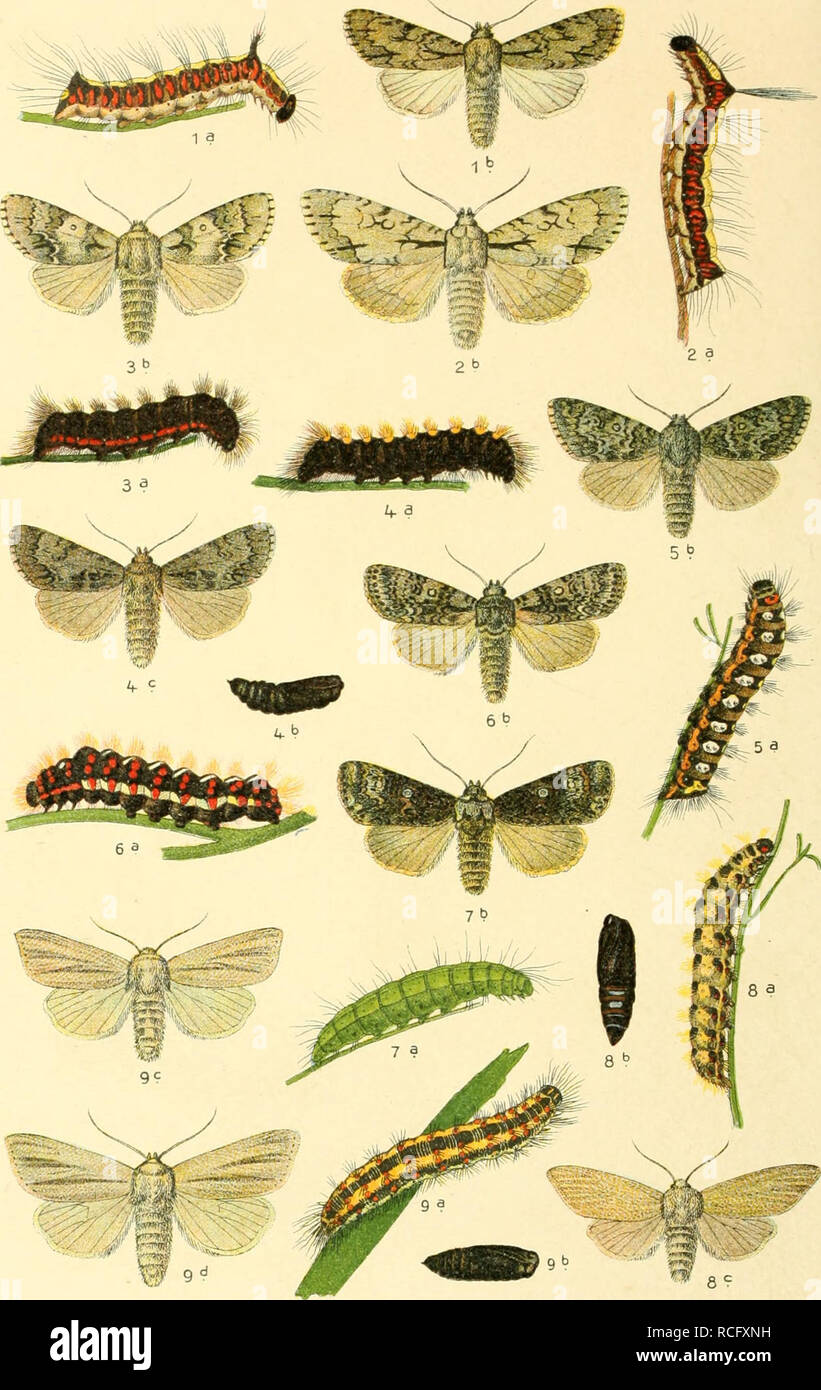 . Die Schmetterlinge Deutschlands mit besonderer Berücksichtigung ihrer Biologie. Butterflies. 34. 1. Acronycta psi, 2. cuspis, 3. menyanthidis, 4. auricoma, 5. euphorbiae, 6. rumicis. 7. Craniophora ligustri. 8. Simyra nervosa. 9. Arsilonche albovenosa.. Please note that these images are extracted from scanned page images that may have been digitally enhanced for readability - coloration and appearance of these illustrations may not perfectly resemble the original work.. Eckstein, Karl, 1859-. Stuttgart, K. G. Lutz' Verlag Stock Photo
