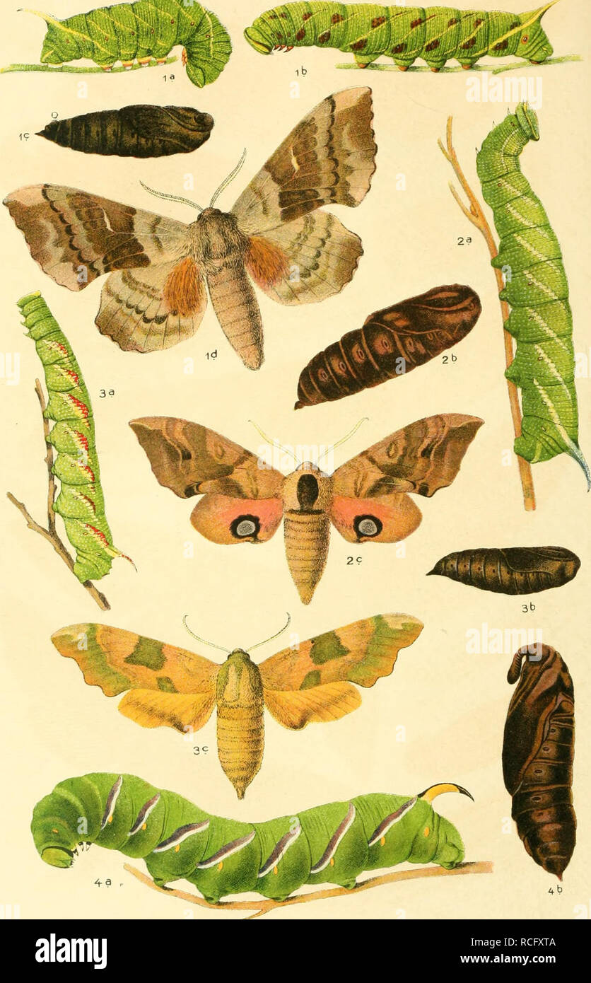 . Die Schmetterlinge Deutschlands mit besonderer Berücksichtigung ihrer Biologie. Butterflies. 18. 1. Smerinthus populi, 2. ocellata. 3. Dilina tiliae. 4. Sphinx ligustri.. Please note that these images are extracted from scanned page images that may have been digitally enhanced for readability - coloration and appearance of these illustrations may not perfectly resemble the original work.. Eckstein, Karl, 1859-. Stuttgart, K. G. Lutz' Verlag Stock Photo