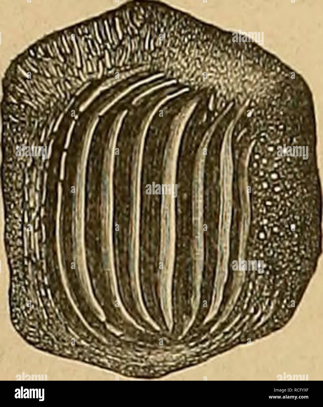 . Die Reptilien und Fische der böhmischen Kreideformation. 15 Unser