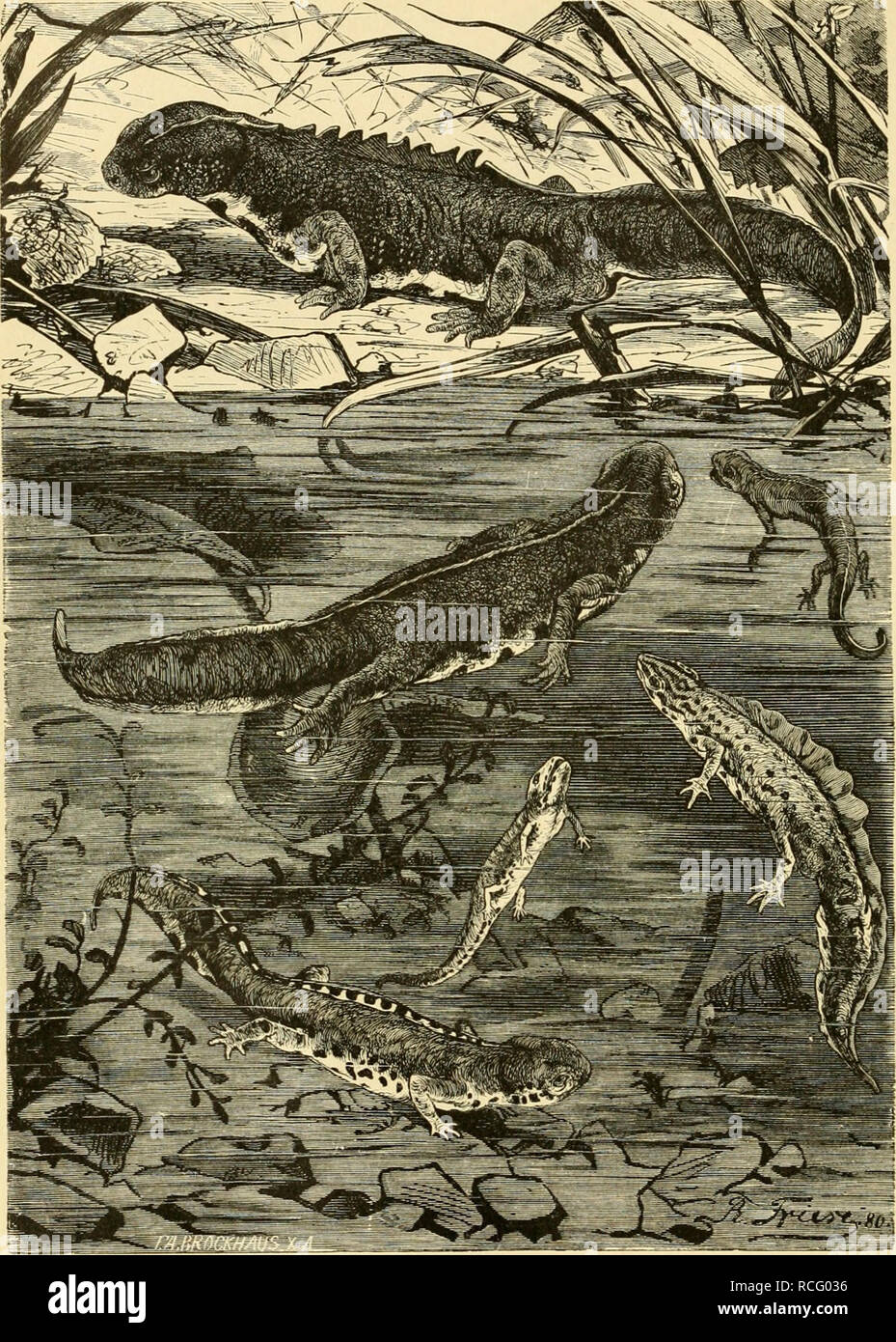 Kleiner triton hires stock photography and images Alamy