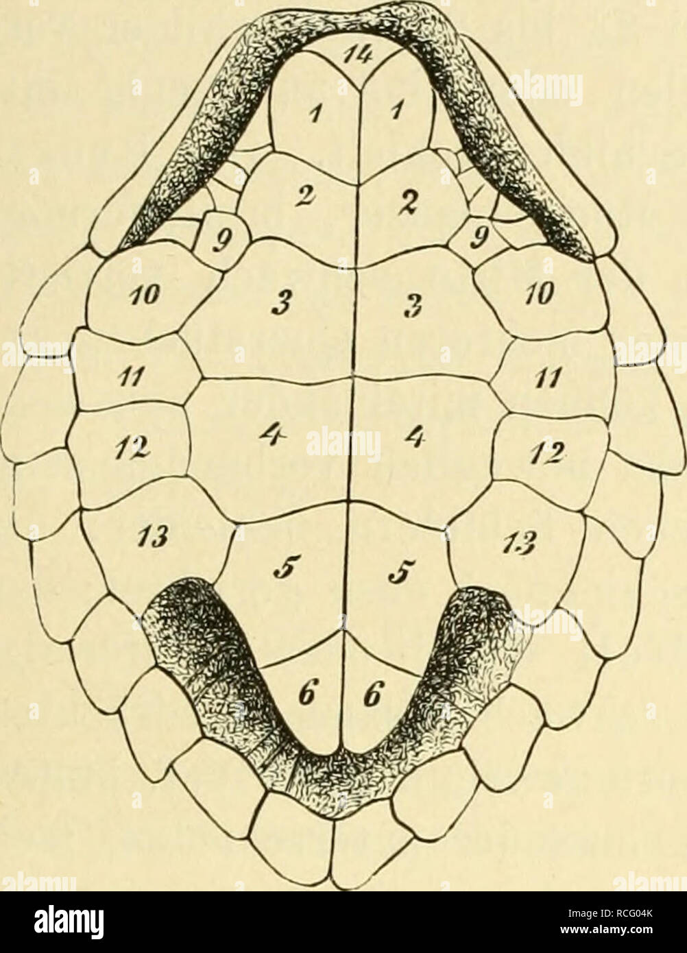 Die Reptilien Und Amphibien Deutschlands In Wort Und Bild Eine Systematische Und Biologische Bearbeitung Der Bisher