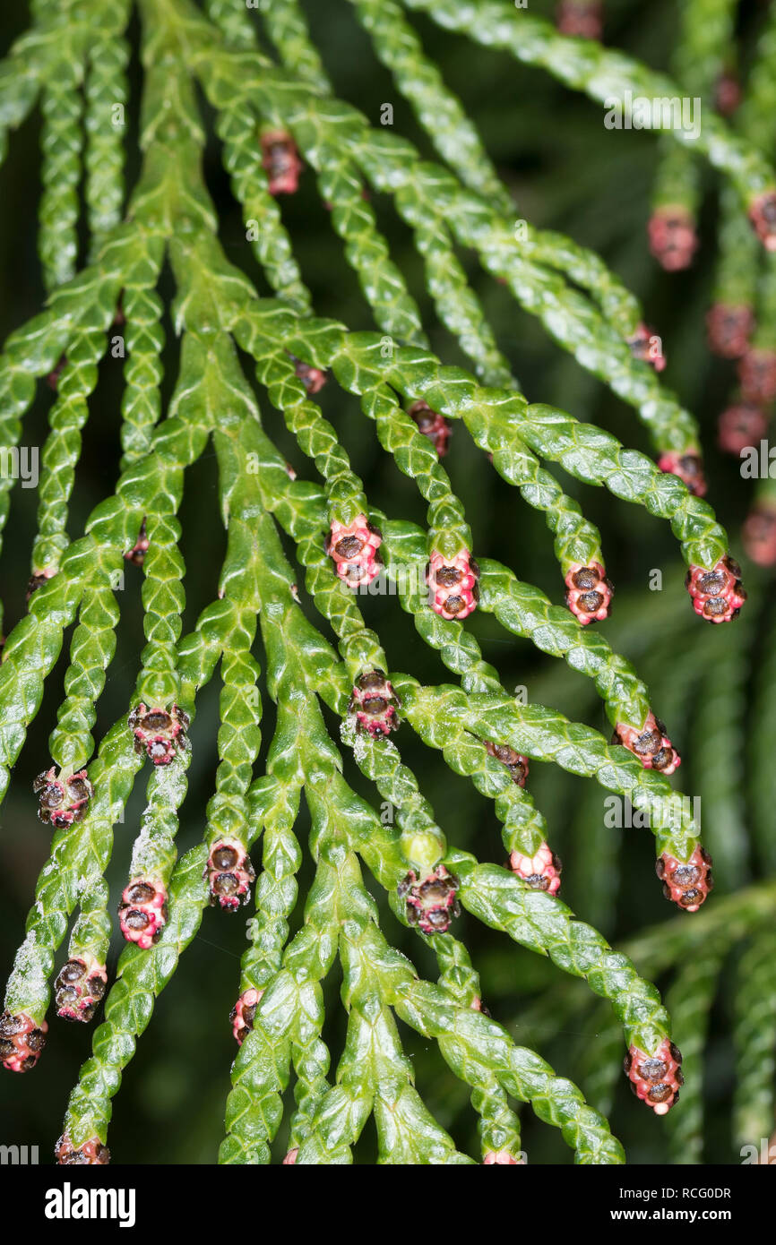 Riesen-Lebensbaum, Riesenlebensbaum, Thuja plicata, Thuja gigantea, western  redcedar, Pacific redcedar,giant arborvitae, western arborvitae, giant ced  Stock Photo - Alamy