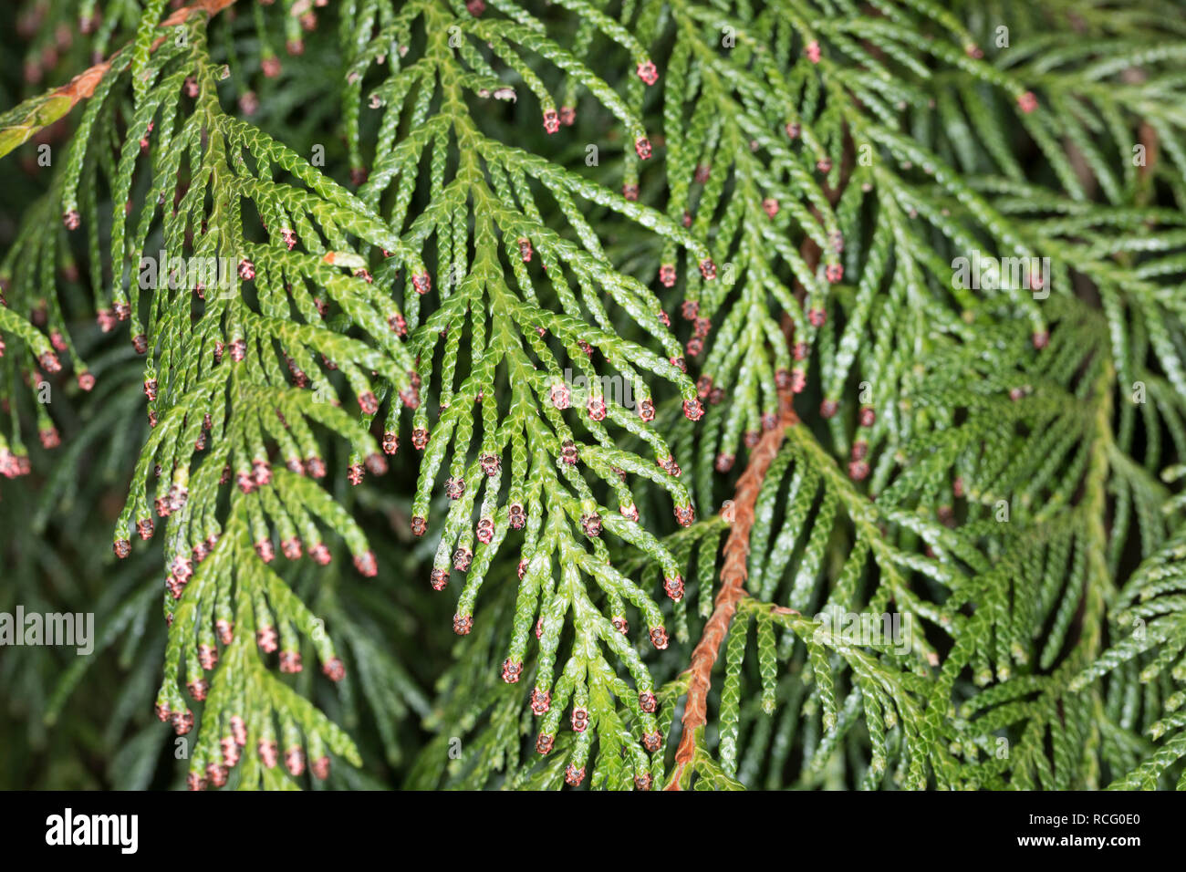 Riesen-Lebensbaum, Riesenlebensbaum, Thuja plicata, Thuja gigantea, western  redcedar, Pacific redcedar,giant arborvitae, western arborvitae, giant ced  Stock Photo - Alamy
