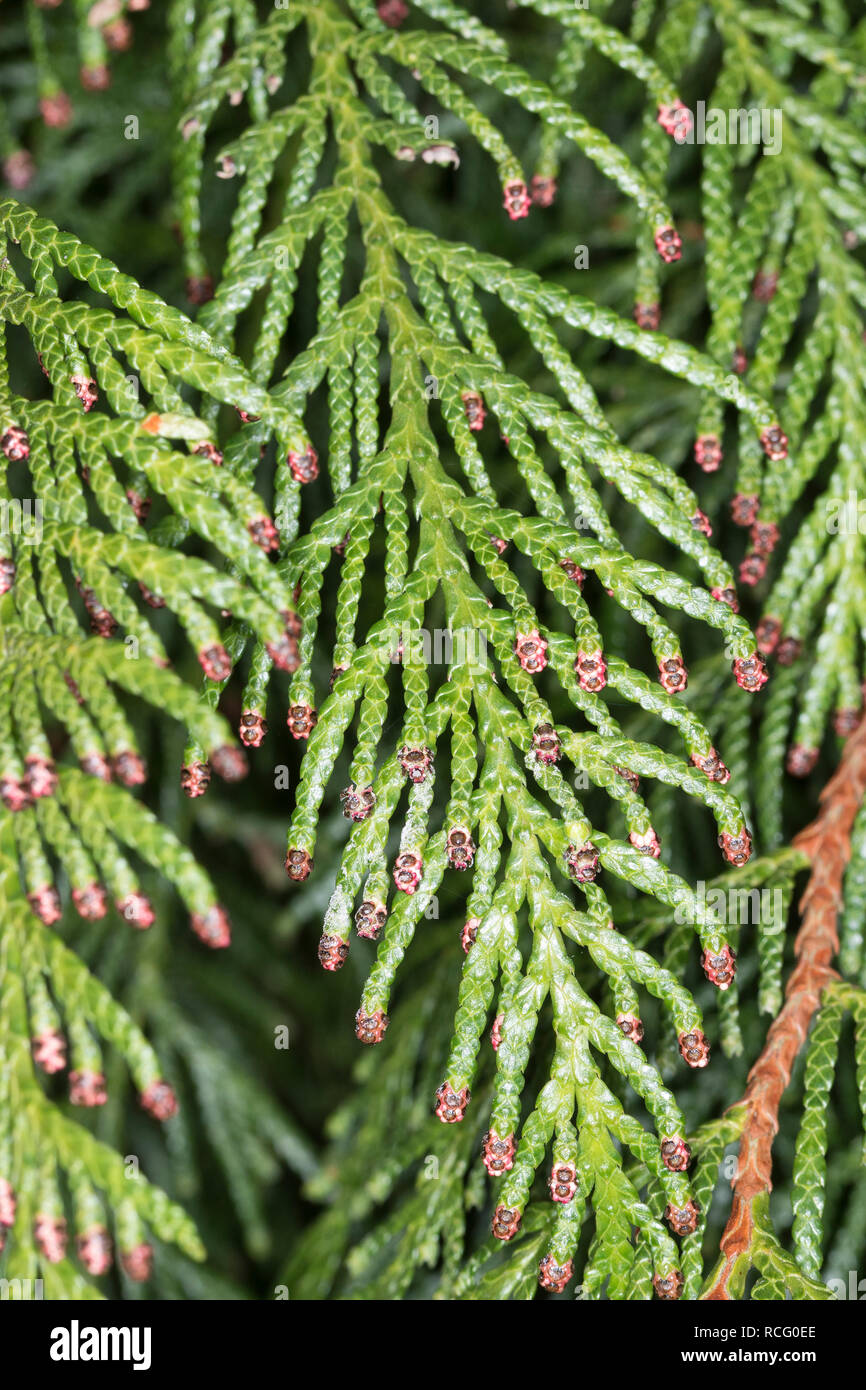 Riesen-Lebensbaum, Riesenlebensbaum, Thuja plicata, Thuja gigantea, western redcedar, Pacific redcedar,giant arborvitae, western arborvitae, giant ced Stock Photo