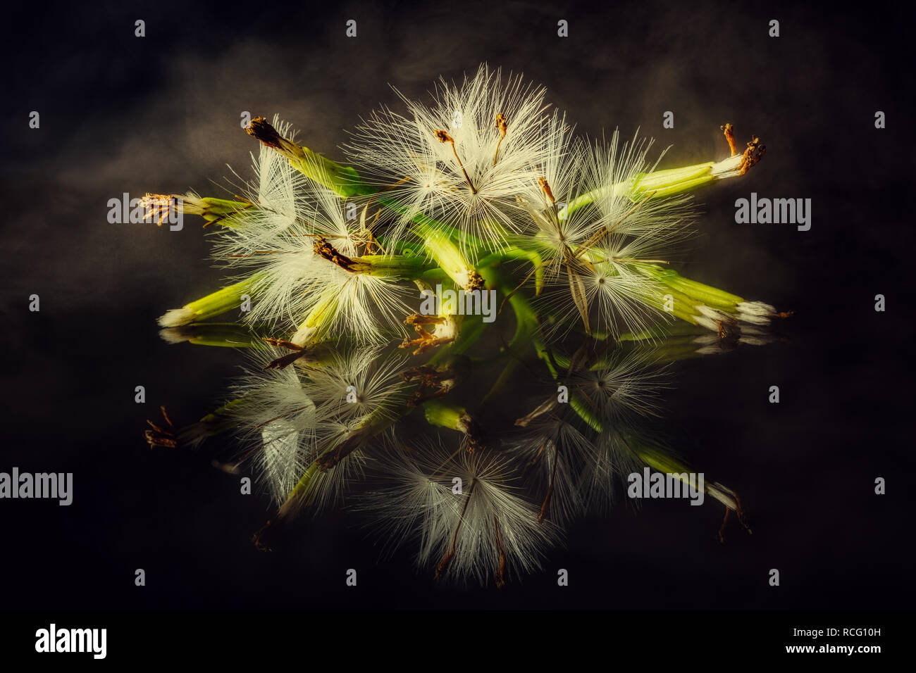 Dandelion seeds still life Stock Photo