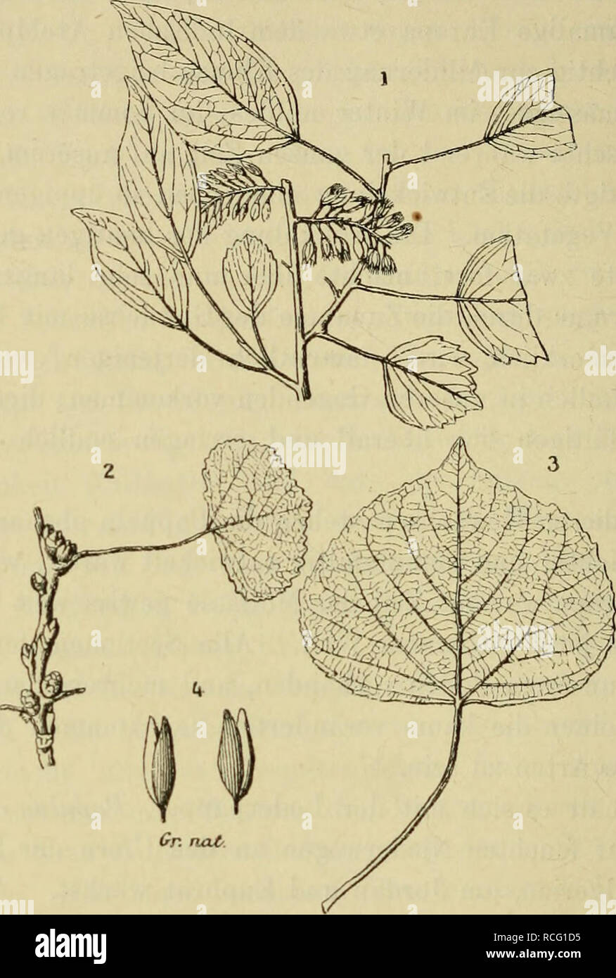 . Die Pflanzenwelt vor dem Erscheinen des Menschen. Paleobotany. 294