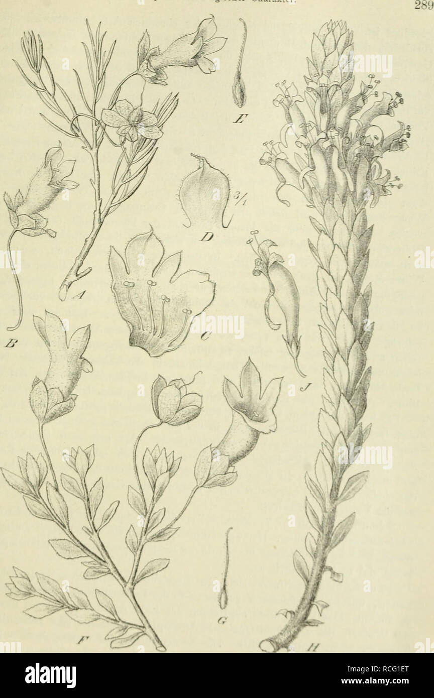 . Die Pflanzenwelt von West-Australien südlich des Wendekreises. Mit einer Einleitung über die Pflanzenwelt Gesamt-Australiens in Grundzügen. Ergebnisse einer im Auftrag der Humboldt-Stiftung der Kgl. Preussischen Akademie der Wissenschaften, 1900-1902 unternommenen Reise. Botany. 4- Kapitel. Oekologischer Charakt. I''ijf- 70. Kremophila: A—E L. Please note that these images are extracted from scanned page images that may have been digitally enhanced for readability - coloration and appearance of these illustrations may not perfectly resemble the original work.. Diels, Ludwig, 1874-. Leipzig W Stock Photo