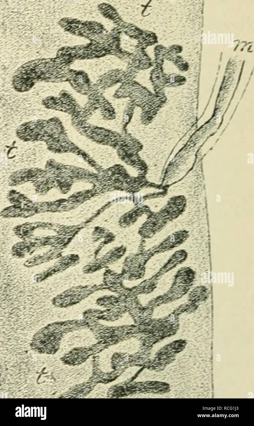 Page 18 Muscle Fibre High Resolution Stock Photography And Images Alamy