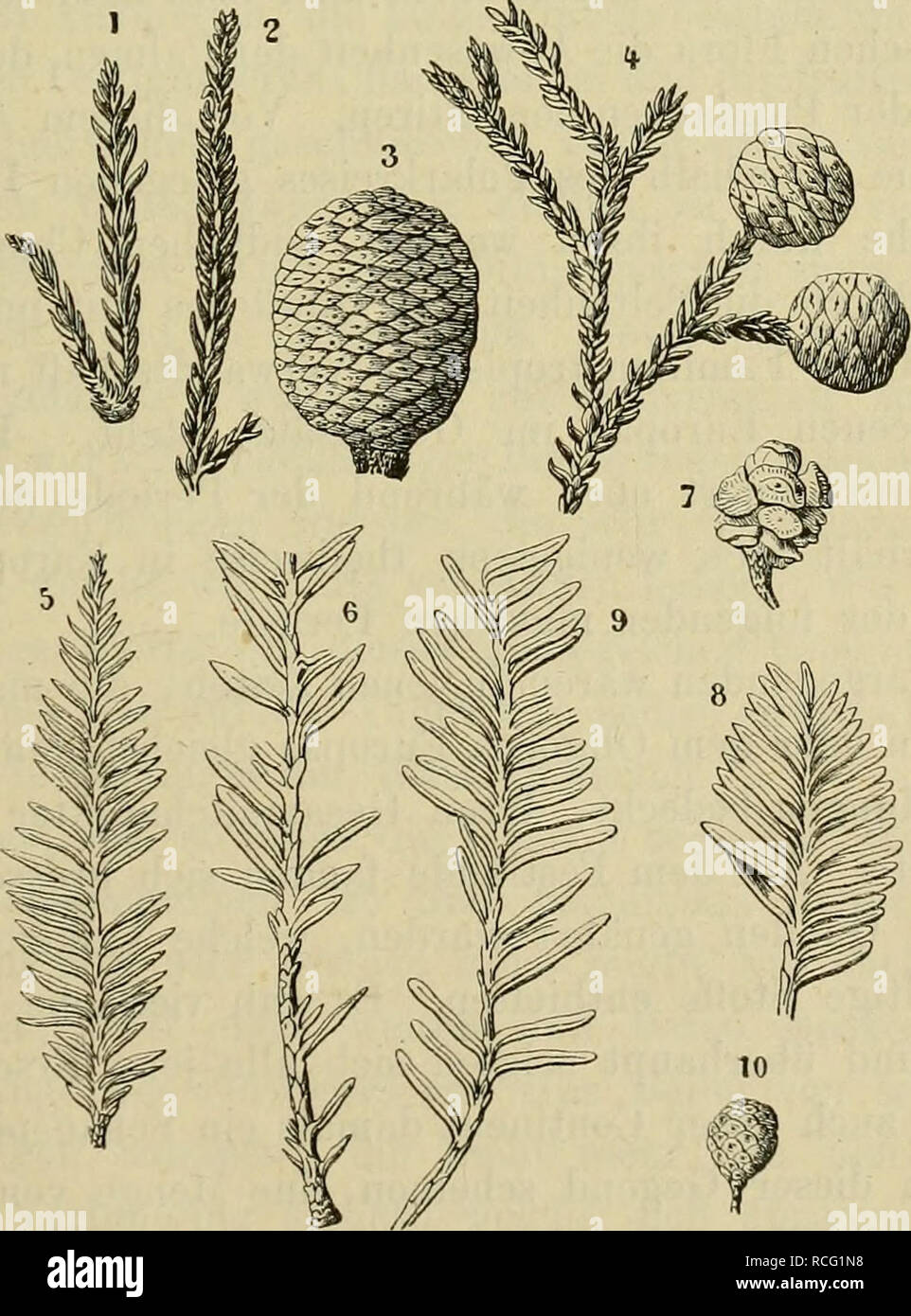 Die Pflanzenwelt Vor Dem Erscheinen Des Menschen Paleobotany Der