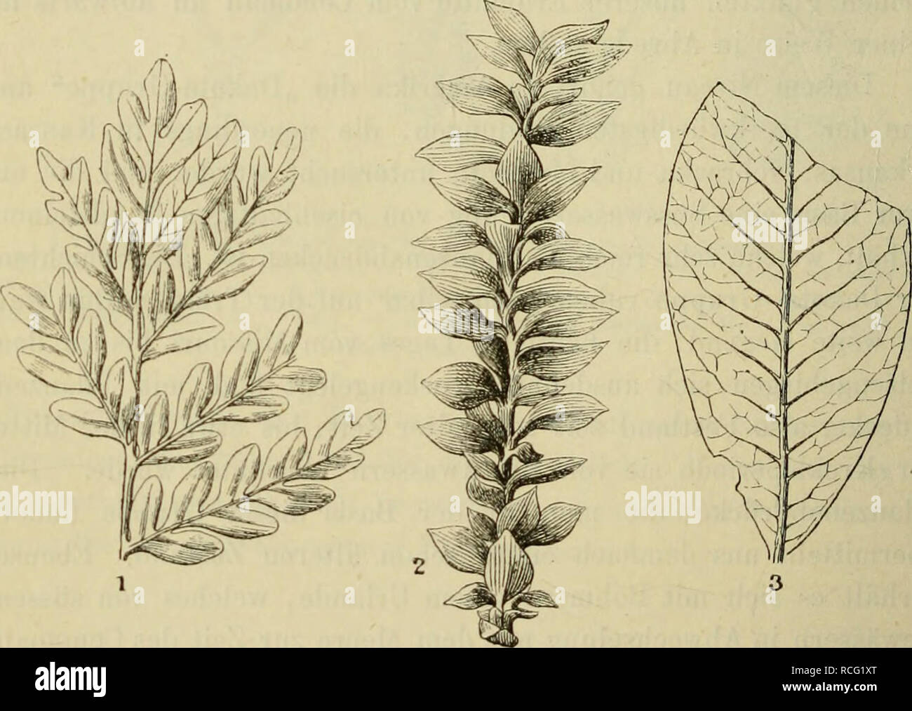 Die Pflanzenwelt vor dem Erscheinen des Menschen. Paleobotany. 196 DIE  VEGETATIONSPEKIODEN soak in Grönland uns mit den Pflanzen bekannt gemacht,  welche damals in der Polarzone wuchsen. Ueberall sind die Dicotyle- donen