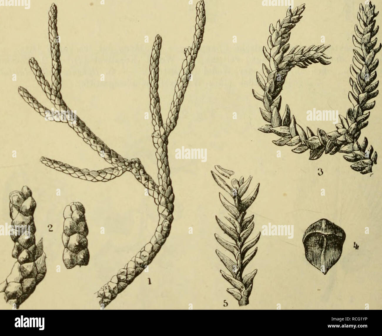 . Die Pflanzenwelt vor dem Erscheinen des Menschen. Paleobotany