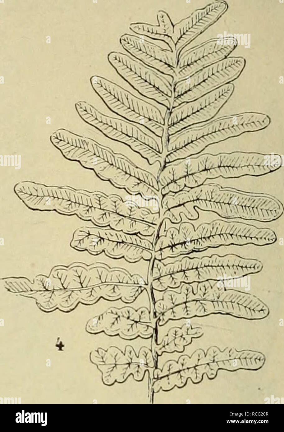. Die Pflanzenwelt vor dem Erscheinen des Menschen. Paleobotany
