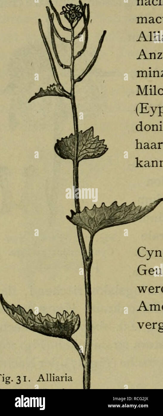 . Die Pflanzenwelt Deutschlands; Lehrbuch der Formations- biologie. Eine Darstellung der Lebensgeschichte der wildwachsenden Pflanzenvereine und der Kulturflächen. Plants. 8o B. Spezieller Teil. schatten Solanum nigrum, die Hundspetersilie Aethusa cynapium (Fig. 29) u. a., die Königskerze Verbascum nigrum, der gleichfalls nach Mäusen riechende Schierling Conium maculatum (Fig. 30), der Knoblauchshederich Alliaria alliacea (A. alliaria) (Fig. 31) und eine Anzahl von Lippenblütlern, wie die Katzen- minze Nepeta cataria u. a. Durch ätzenden Milchsaft sind geschützt die Wolfsmilch- (Eyphorbia-)Art Stock Photo