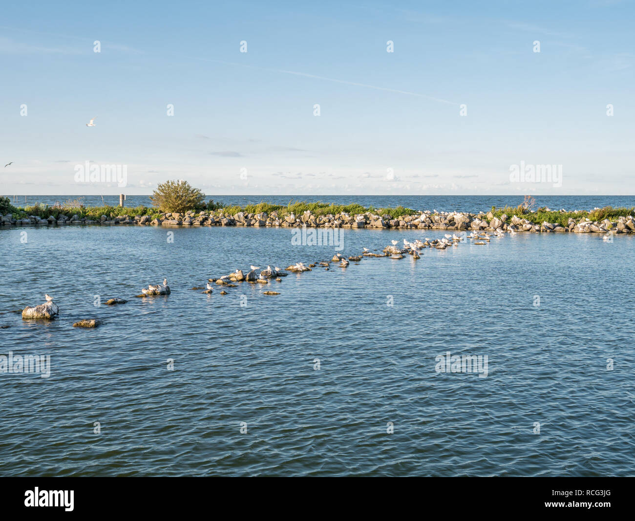 Panorama of breakwaters and resting birds on artificial island De Kreupel in lake IJsselmeer, Noord-Holland, Netherlands Stock Photo