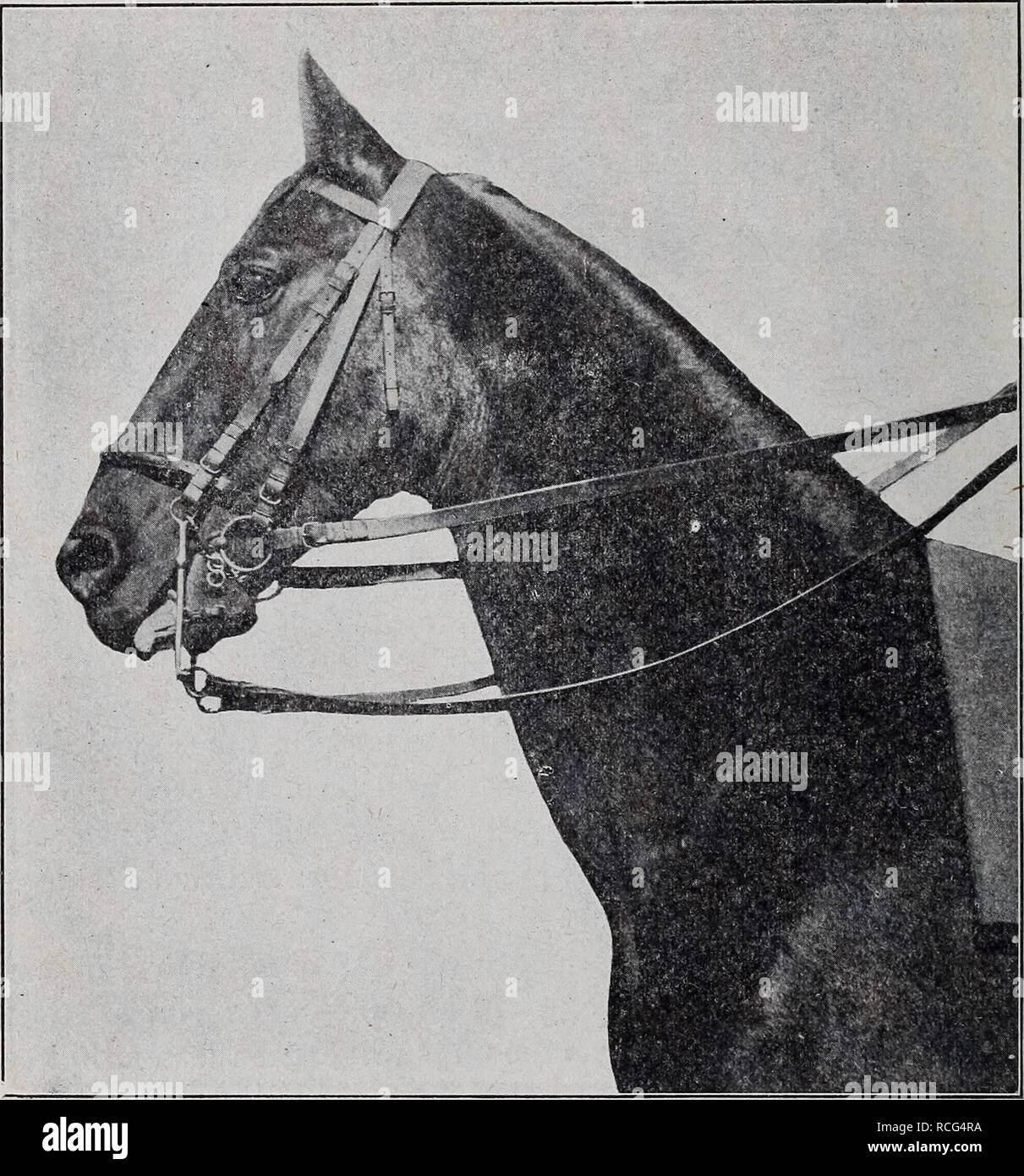 . Elements of hippology Horses. 70 ELEMENTS OF HIPPOLOGY.. Figure