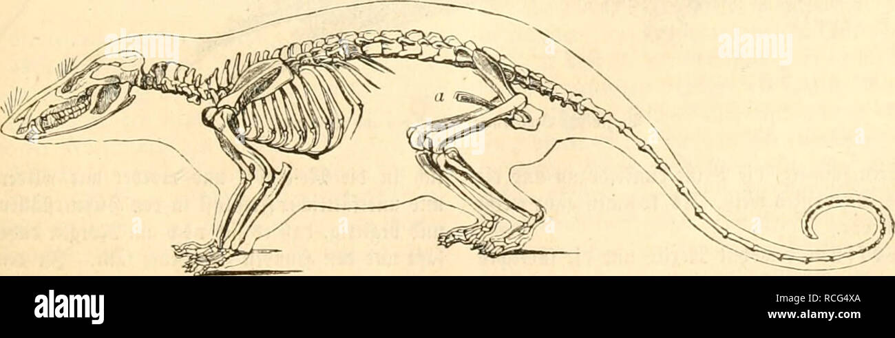 . Die Naturgeschichte des Thierreichs. Zoology. (Â§ tct !8eutefrattc. .Â§intertaiimen mit grepem riinten (5iirba((en; alle Ã¼briÂ» gen 3clieii t)abeu fd;arffpigige OJattenfralleii. Der $ctj be|te6t auÃ¶ wetcfiem gefrÃ¤ufelten SBotlfjaar, unb axi lan- gen fiarren Â©rannen. 2lierfrt'Ã¼rtigcr 2Ãcifc babcn einige StÃ¶eibdien eine pellfommcne 3?rutlafd)e, anbere dagegen bloÃ¶feitliebeSaucbfalten, bei Ã¤ffen liegen Ã¤ablreiAeBigfii trei^fermig um eine mittle gecrbnct. ^m Â®ebip (Â«igur 'â i9) fintct mau eben lÃ¼, unten 8 fleine cnlinbrifclte Â©clineicejÃ¤bne, lange, fiarf gefrÃ¼mmte unt gefantete  Stock Photo