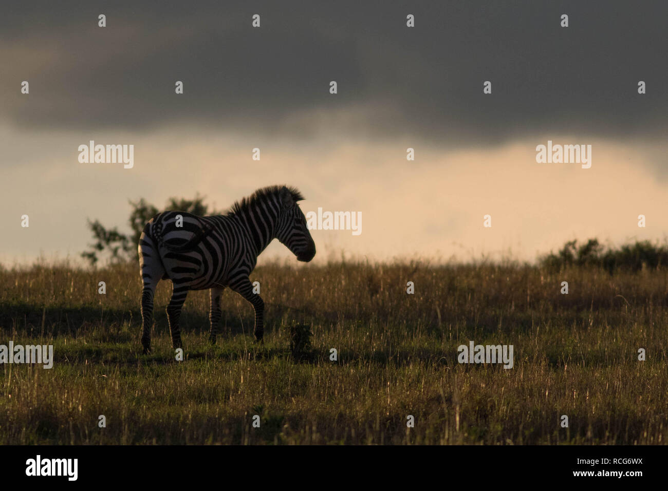 Africa sunset plains zebra hi-res stock photography and images - Alamy
