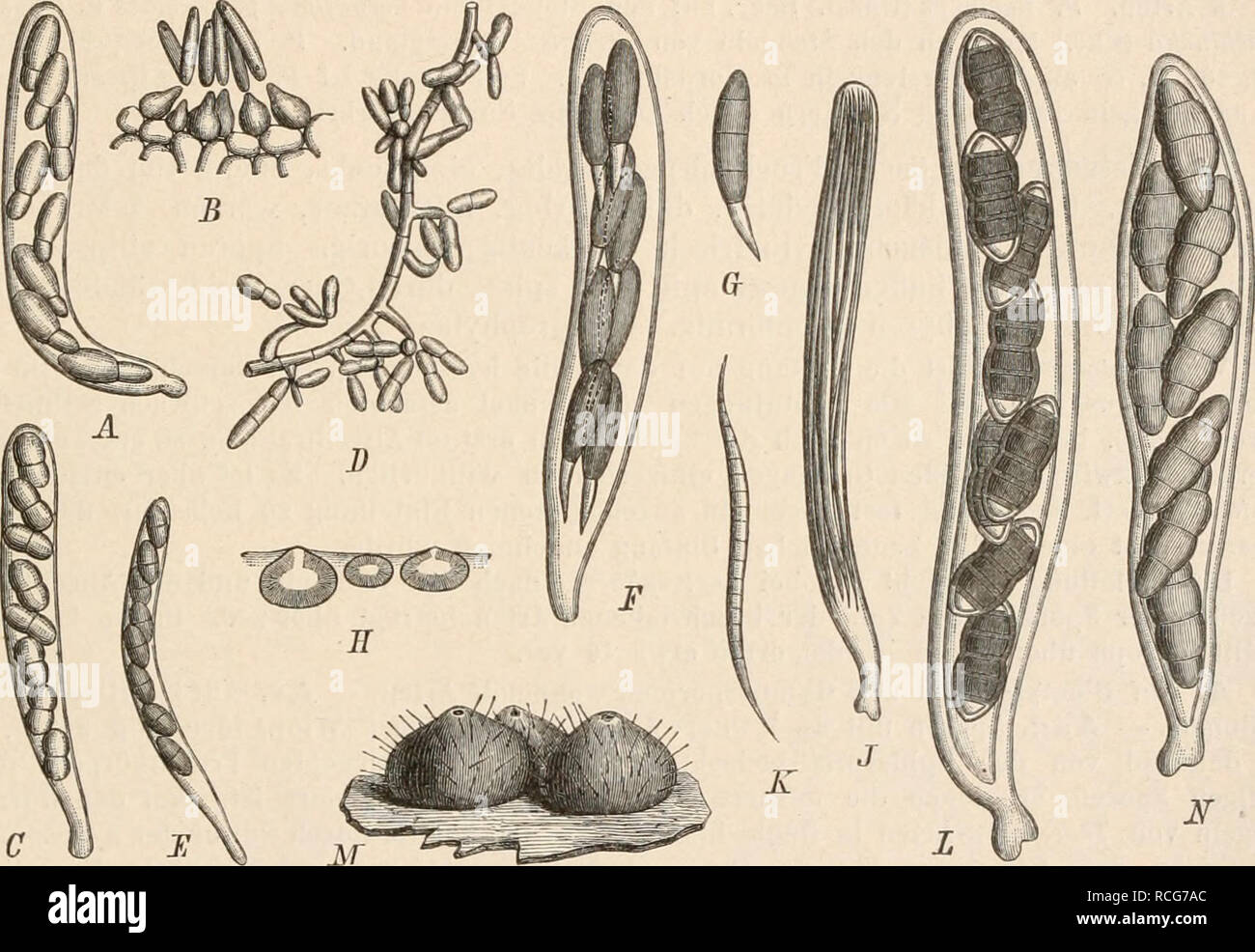 . Die Natürlichen Pflanzenfamilien nebst ihren Gattungen und wichtigeren Arten, insbesondere den Nutzpflanzen, unter Mitwirkung zahlreicher hervorragender Fachgelehrten begründet. Botany. Sphaeriales. (Lindau. 433 zweigen gebildet werden. Außerdem sollen noch kleine Pykniden dazu gehören, die sich auf dem Substrat meist in Begleitung der Schlauchform finden. D. acerina Rehm (Fig. 268 E) auf Zweigen von Acer campeslre und Prunus spinosa in Europa. Auf den Mycelien entstanden in der Cultur nach 4 Monaten kleine Pykniden mit hakenförmig gekrümmten, lzelligen, hyalinen Sporen. D. socialis Sacc. an Stock Photo
