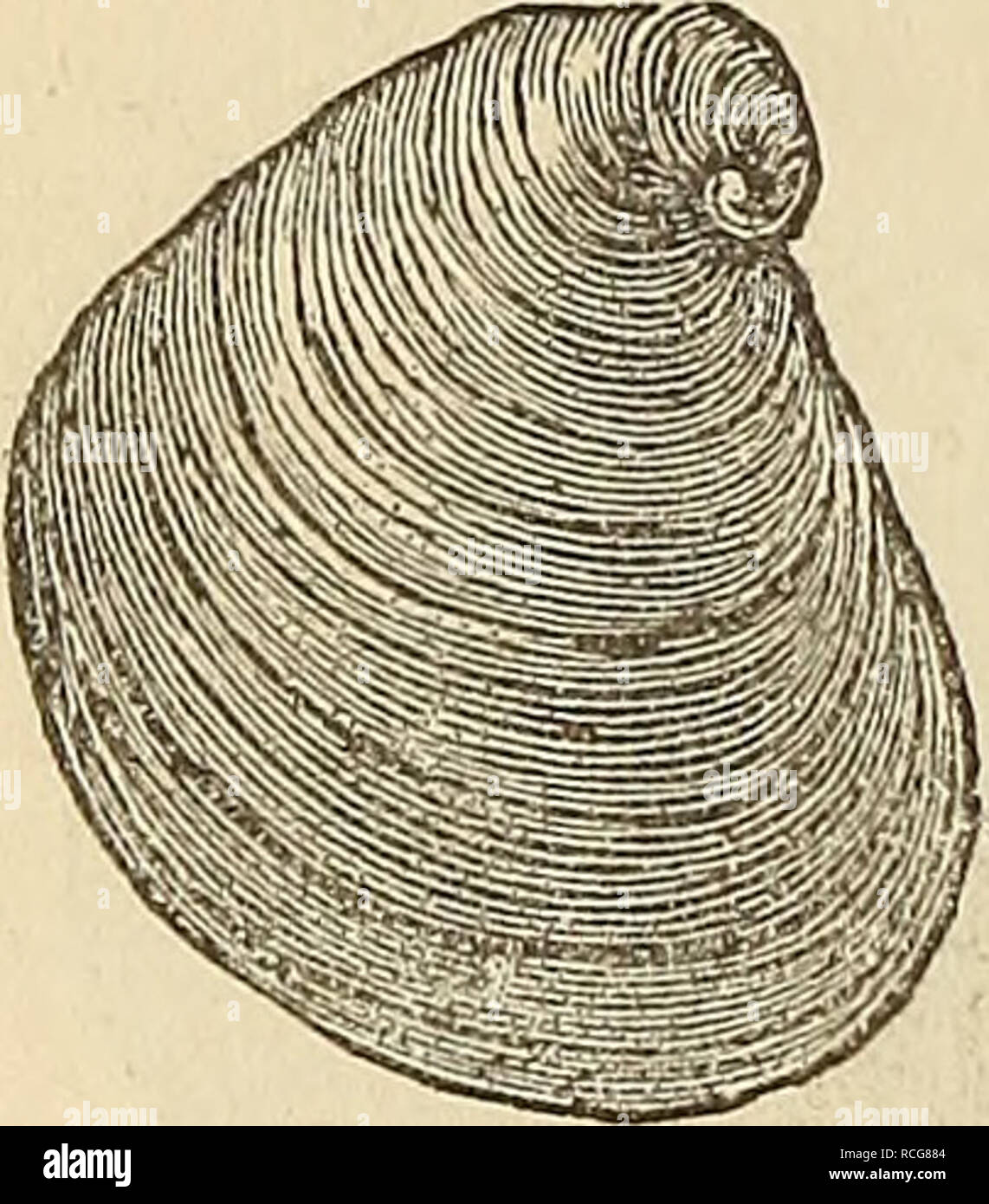 . Elements of geology, or, The ancient changes of the earth and its inhabitants as illustrated by geological monuments. Geology. Inoceramus LamarcJcii. Syn. CaUllus LamarcJcii. &quot;White chalk. (Dixon's Geol. Sussex, Tab. 28, fig. 29.) Ostrea vesicularis. Syn. Gryphcea globosa. Upper chalk and Upper Greensand. Fig. 310. Fig. 311. Ostrea colrwrriba. Syn. Gryphcea columbc Upper Greensand.'. Please note that these images are extracted from scanned page images that may have been digitally enhanced for readability - coloration and appearance of these illustrations may not perfectly resemble the o Stock Photo