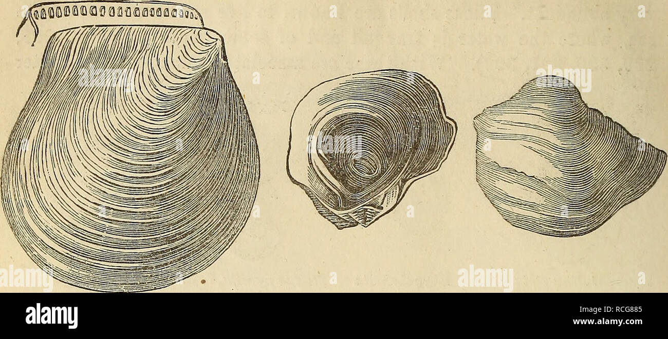 . Elements of geology, or, The ancient changes of the earth and its inhabitants as illustrated by geological monuments. Geology. 328 MOLLUSCA, BRYOZOA, SPONGES. Fig. 308. Fig. 309. [Oh. XVII.. Inoceramus LamarcJcii. Syn. CaUllus LamarcJcii. &quot;White chalk. (Dixon's Geol. Sussex, Tab. 28, fig. 29.) Ostrea vesicularis. Syn. Gryphcea globosa. Upper chalk and Upper Greensand. Fig. 310. Fig. 311. Please note that these images are extracted from scanned page images that may have been digitally enhanced for readability - coloration and appearance of these illustrations may not perfectly resemble t Stock Photo