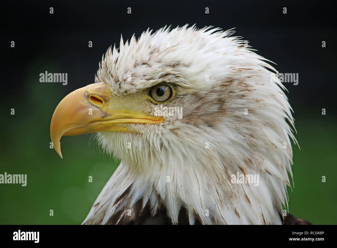 Head and shoulders of a sub-adult American bald eagle (Haliaeetus leucocephalus) facing left with a green and black blurred background. Stock Photo