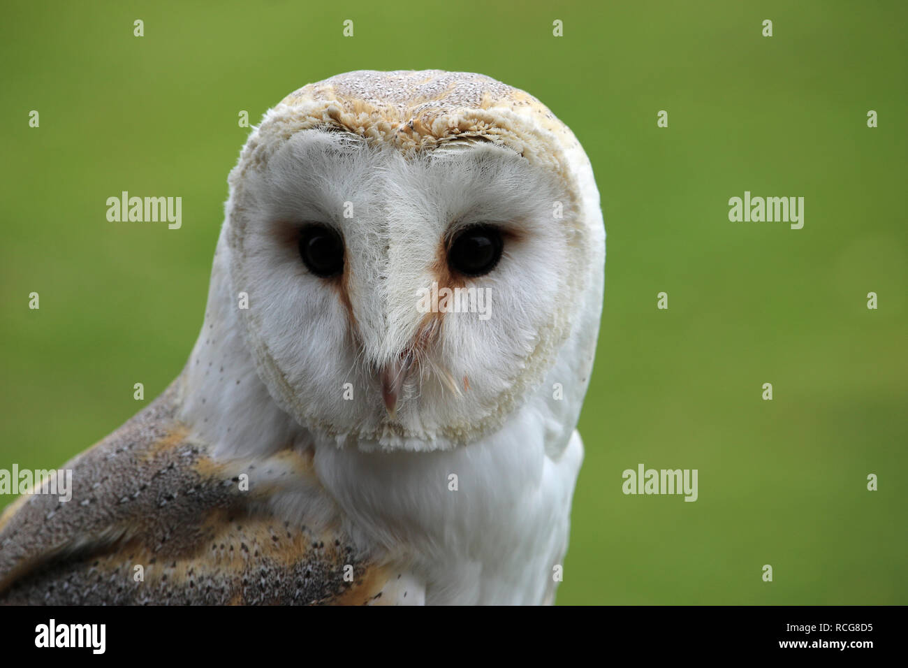 Head and shoulders of a barn owl (Tyto alba) with a green blurred background. Stock Photo