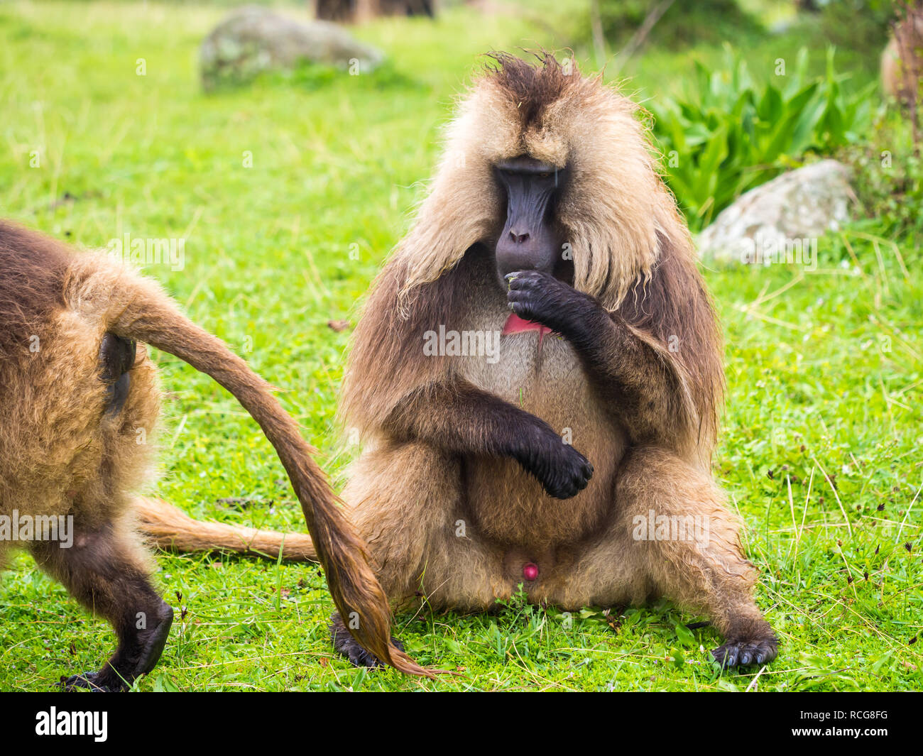 Male Gelada (Theropithecus gelada) monkey in Semien Mountains, Ethiopia. Stock Photo