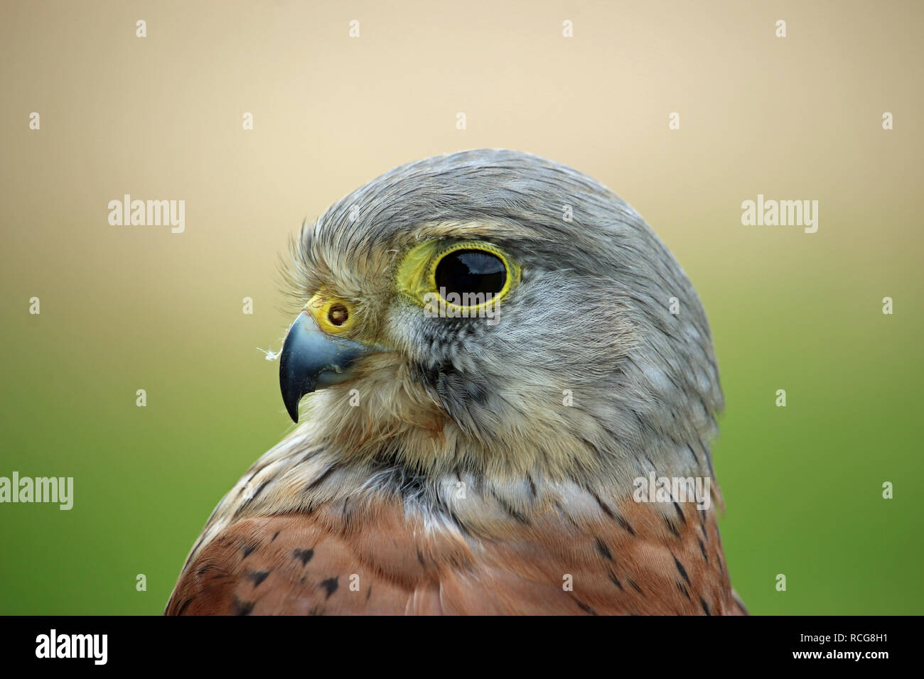 Head and shoulders of a kestrel (Falco tinnunculus) facing left with a green and brown blurred background. Stock Photo
