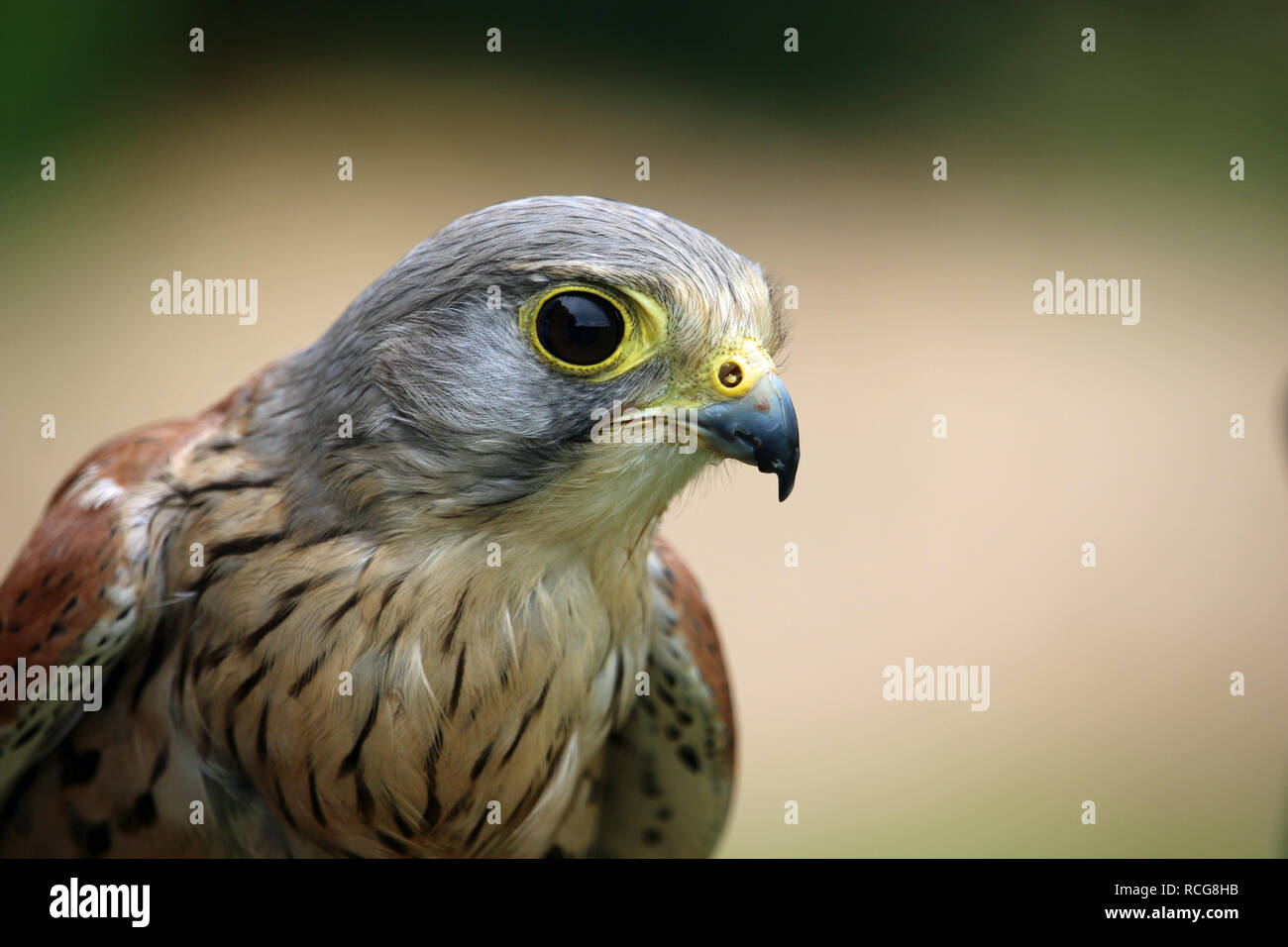 Head and shoulders of a kestrel (Falco tinnunculus) facing right with a green and brown blurred background. Stock Photo