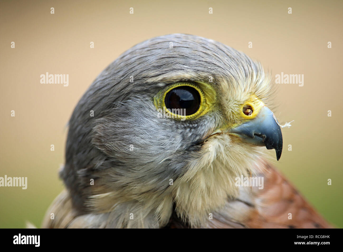 Head and shoulders of a kestrel (Falco tinnunculus) facing right with a green and brown blurred background. Stock Photo