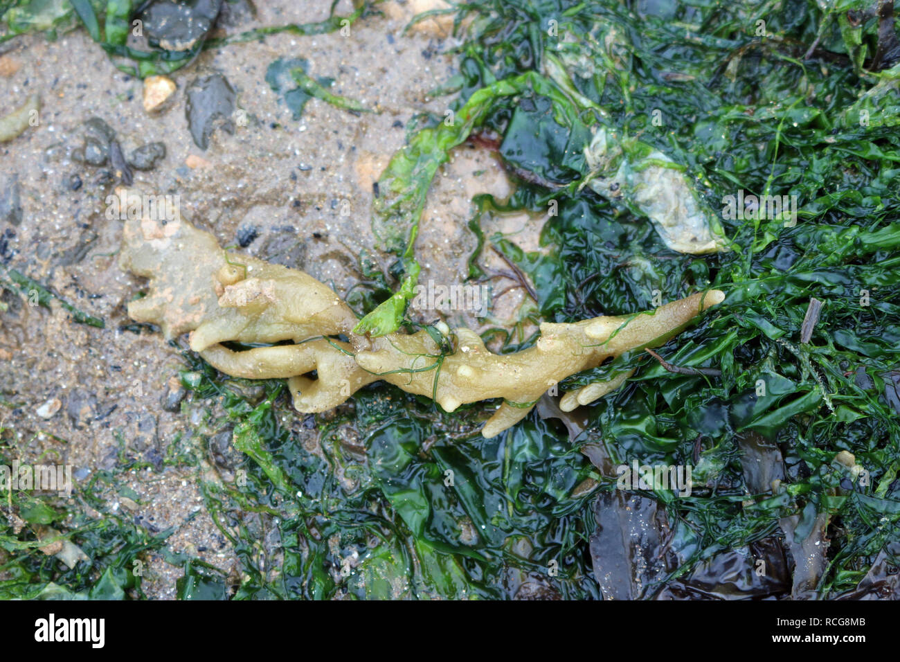 Sea chervil (Alcyonidium diaphanum), a bryozoan that causes the skin complaint Dogger Bank Itch in fisherman. Sand and seaweed as background. Stock Photo