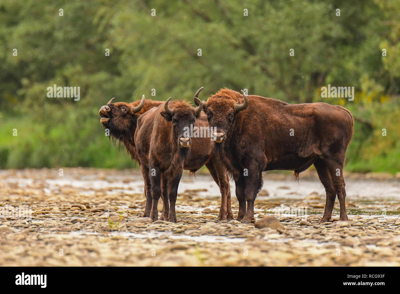 European bison / Wisent (Bison bonasus) in the water. San river. Bieszczady Mountains. Poland Stock Photo