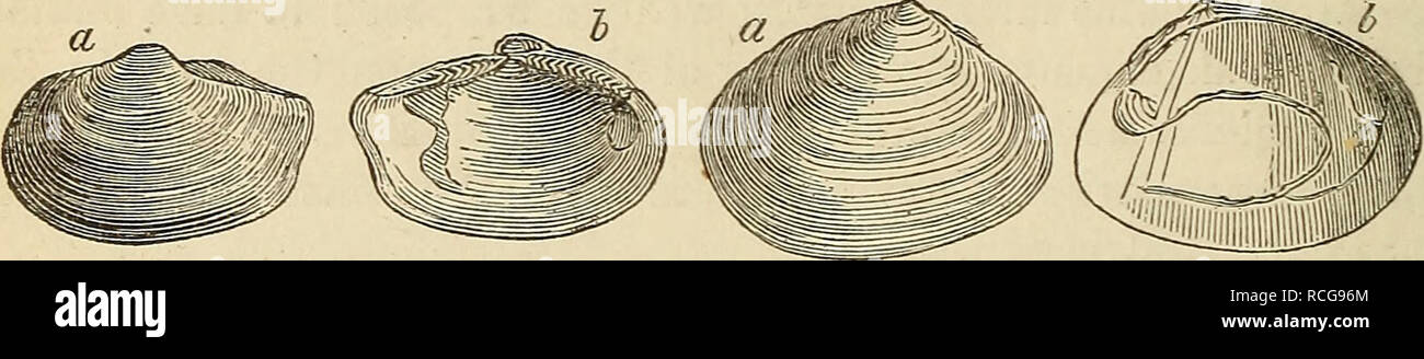 . Elements of geology, or, The ancient changes of the earth and its inhabitants as illustrated by geological monuments. Geology. 154 ARCTIC SHELLS IN SCOTCH DRIFT. [Ch. XII. a group of marine shells, indicating a still greater excess of cold, has been brought to light since 1860 by the Kev. Thomas Brown, from glacial drift or clay on the borders of the estuaries of the Forth and Tay. This clay occurs at Elie in Fife, and at Errol in Perthshire; and has already afforded about 35 shells, all of living species, and now inhabitants of arctic regions, such as Leda truncata, Tellina proximo, .(see f Stock Photo