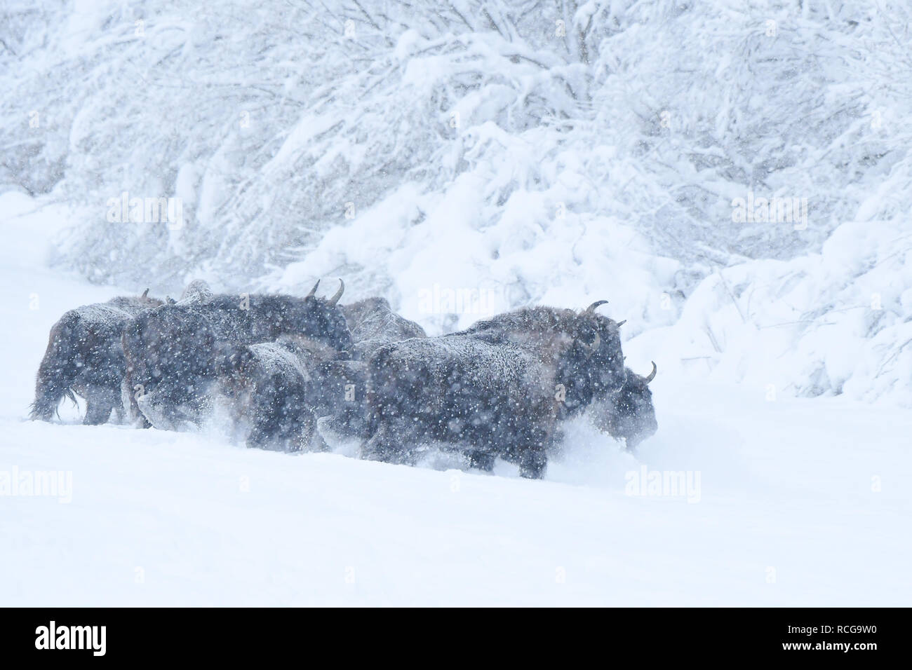 Wisent (Bison bonasus) in a snowy meadow in winter. Bieszczady Mountains. Poland. Stock Photo