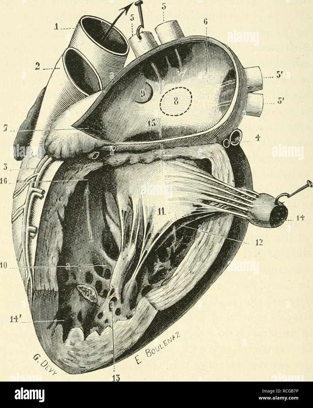 Tendinous cords hires stock photography and images Alamy