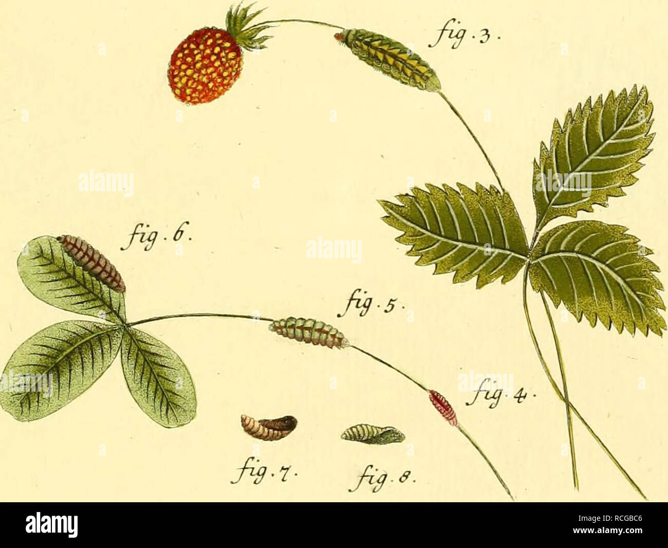 Page 6 E A Eo High Resolution Stock Photography And Images Alamy