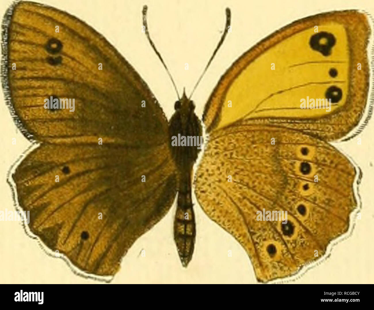 Die Schmetterlinge In Abbildungen Nach Der Natur Lepidoptera Butterflies Z A A Papikou Etirop Crom A 3 Fl Ur Szda Aff A I C K Fr Please Note That