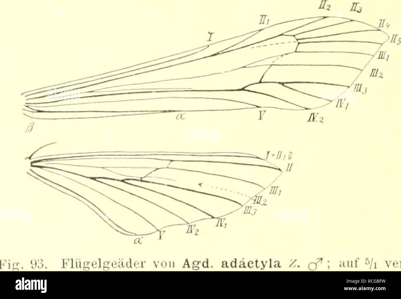 . Die Schmetterlinge Europas. Lepidoptera; Caterpillars. ai8 XXXVI. Kaniilie. l'leroiilioiklne. 1. Unterfninilie. Agdistiiiae. und ilen Schuppencliarakter angedeutet, im Bereich der sehr schwachen Adern III, und III.^ wechsehid tief in 2 Zijifel (Z) gespalten, bei Üciiferoscopiis &gt;i//(/.ström/ Z. auch zwischen III., und IV', tief ein- gebuchtet. Basale Teile von III bei Aijdixtis deutlich erhalten. Wurzelschliuge «j3 meist recht klein, V gegen den IR zu entwickelt, III., an IV.j bezw. Stamui IV angeschlossen, IIj vielfach ausgefallen ev. noch als Trachee liei der luuigo festzustellen (Fig.  Stock Photo