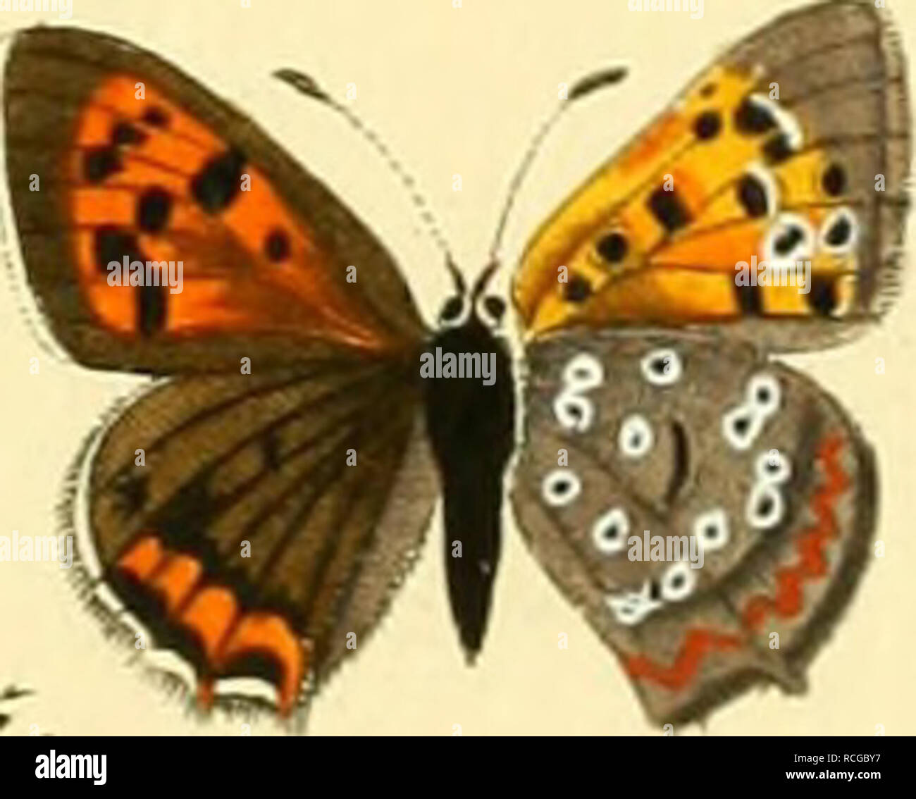 Die Schmetterlinge In Abbildungen Nach Der Natur Lepidoptera Butterflies Yb Quot Papil Eur Op Fi I P Pl Rzir M A c7 Mos Tal Xlv Ju L Xxi Jq Z Arm Fz Z A P Ru Vor Y Km Fz Die Schmetterlinge In Abbildungen Nach Der Natur Lepidoptera Butterflies Yb Quot Papil Eur Op Fi I P Pl Rzir M A c7 Mos Tal Xlv Ju L Xxi Jq Z Arm Fz Z A P Ru Vor Y Km Fz