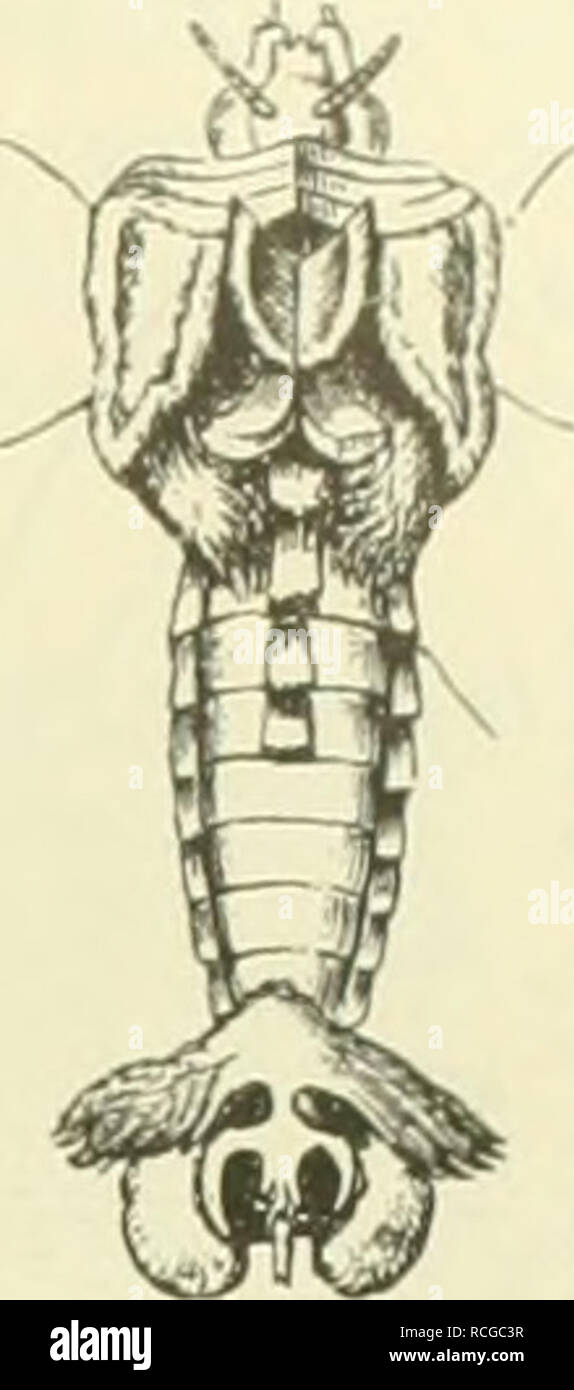 . Die Schmetterlinge Europas. Lepidoptera; Caterpillars. Der Schmetterling: Brust, Hinterleib, Beine. XLI. Fig. 78. Lepidopterenstadiums. Daß dabei Rückschlagsbildungen auf uralte Verhältnisse die Basis für die Neu- bildung gebildet haben, ist nicht unwahrscheinlich. Der 1. Brustring (Prothorax, Vorderbrust, -rücken) ist stets kleiner als die übrigen, er zeigt oft dorsale stark behaarte oder beschuppte Palten, die als Hals kragen (Collare) bezeichnet wei'den. Der die beim Flug stets stärker mechanisch beanspruchten Vorderflügel tragende II. Ring (Mesothorax, Mittelbrust, -rücken) ist dem- ents Stock Photo