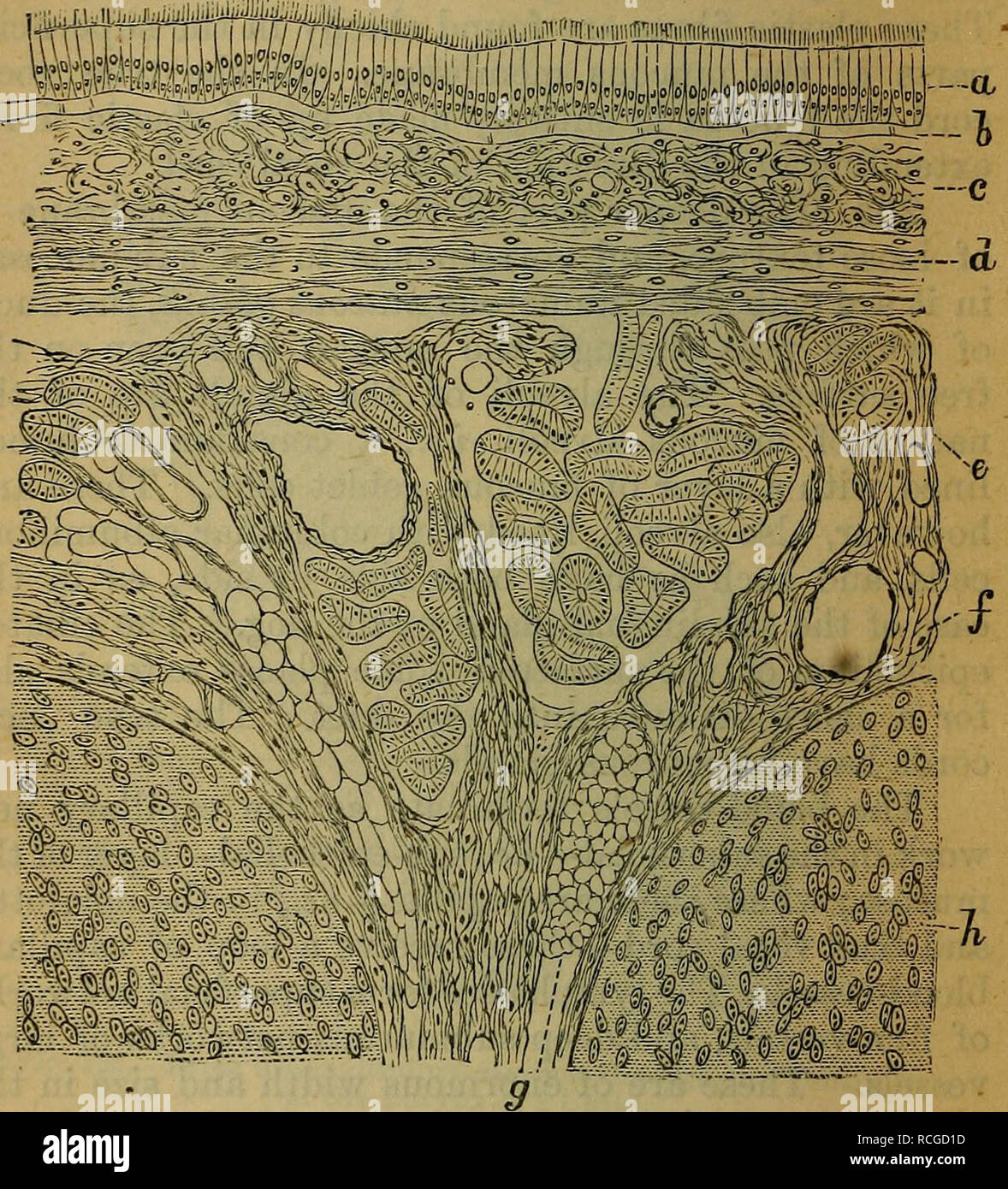 Histology Image Membranous Epithelium Lab 10: Oral Mucous Membranes