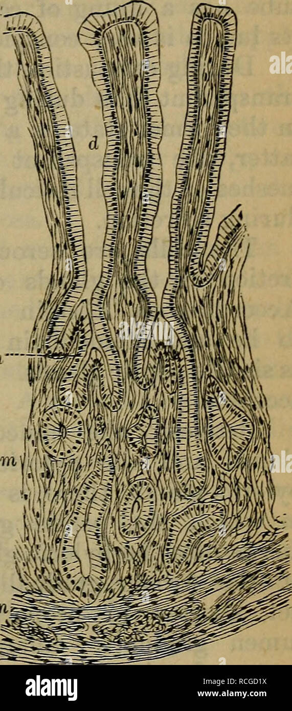 Elements of histology. Histology. Chap, xxiv.] (Esophagus Stomach. but farther downwards increase to cylin- drical cells, and in the fundus of the gland they are long columnar.