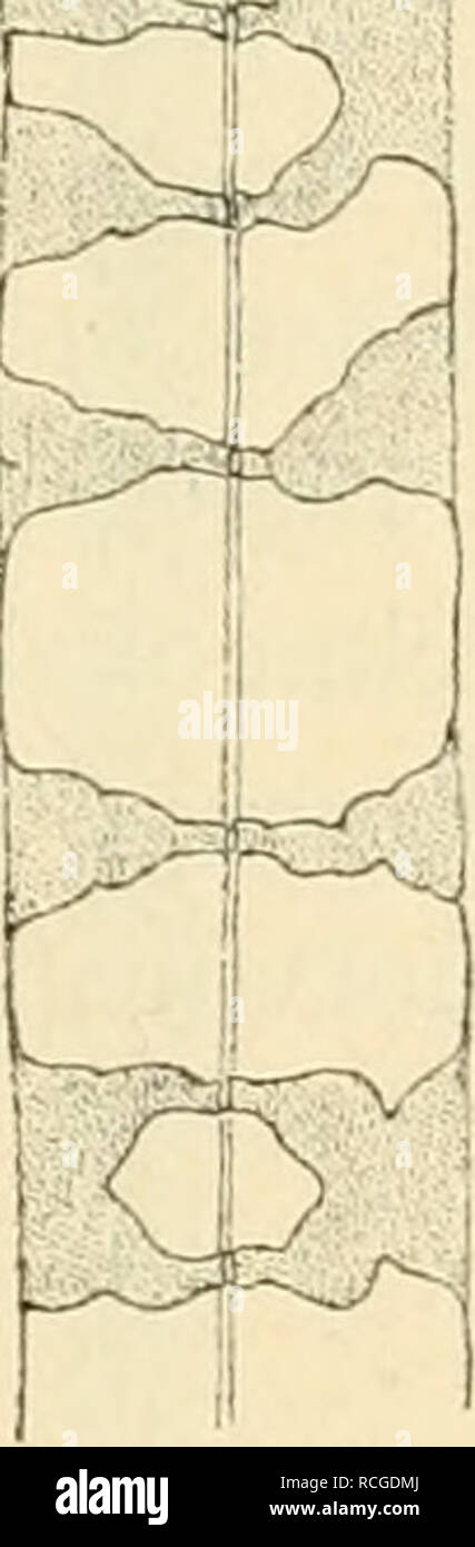 . Die rohstoffe des pflanzenreiches; versuch einer technischen rohstofflehre des pflanzenreiches. Botany, Economic; Materia medica, Vegetable. Fig. 16. Sklerenchyinfasern l)ei lOOfacher Vergrösserung und zwar: A aus dem rothen Santelholze (Pterocarpus santnliniis); B aus dem Holze der Weissweide (Salix alba), links eine im Stamme tangential gestellte, rechts eine im Stamme radial gestellte Wand dem Beschauer zuwendend; C aus dem Holze des Teakbaumes [Tectona grandis), (gefächert!); D aus dem Holze des Nusshaumes (Juglans regia); E aus dem Holze des Oelhaumes (Olea enropma); F aus dem Holze der Stock Photo